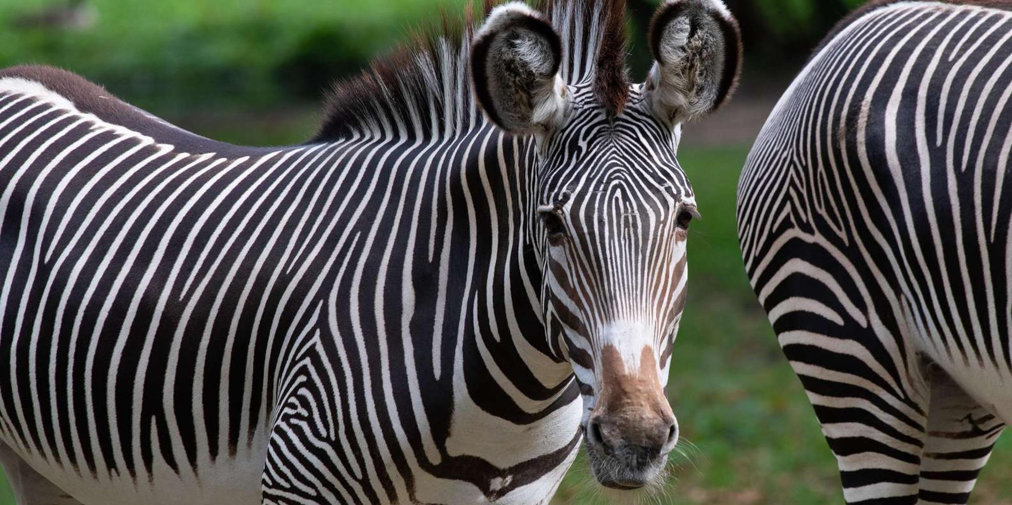 Bronx Zoo Entry Ticket - Image 5