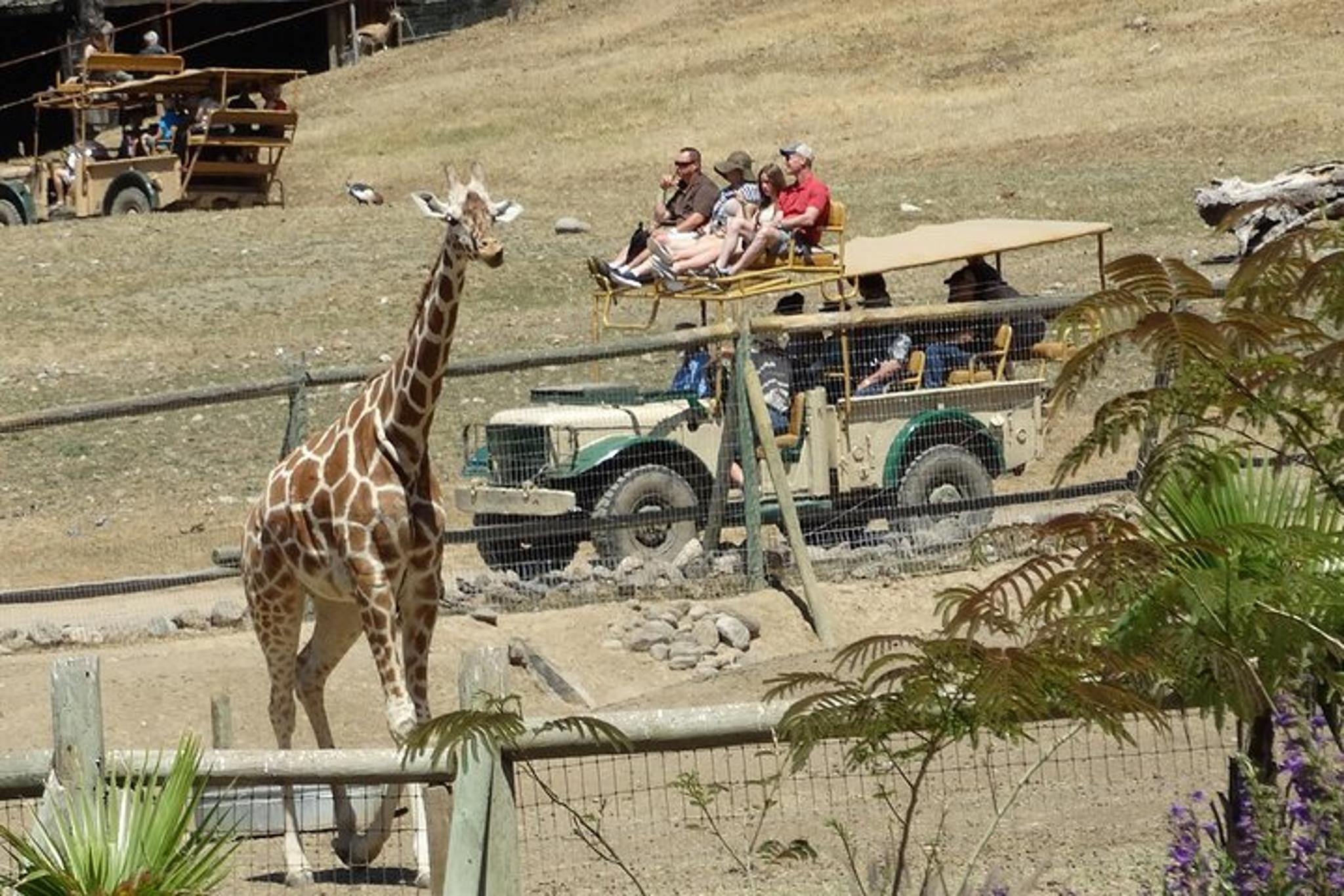 San Francisco Safari and Redwood Adventure - Image 4