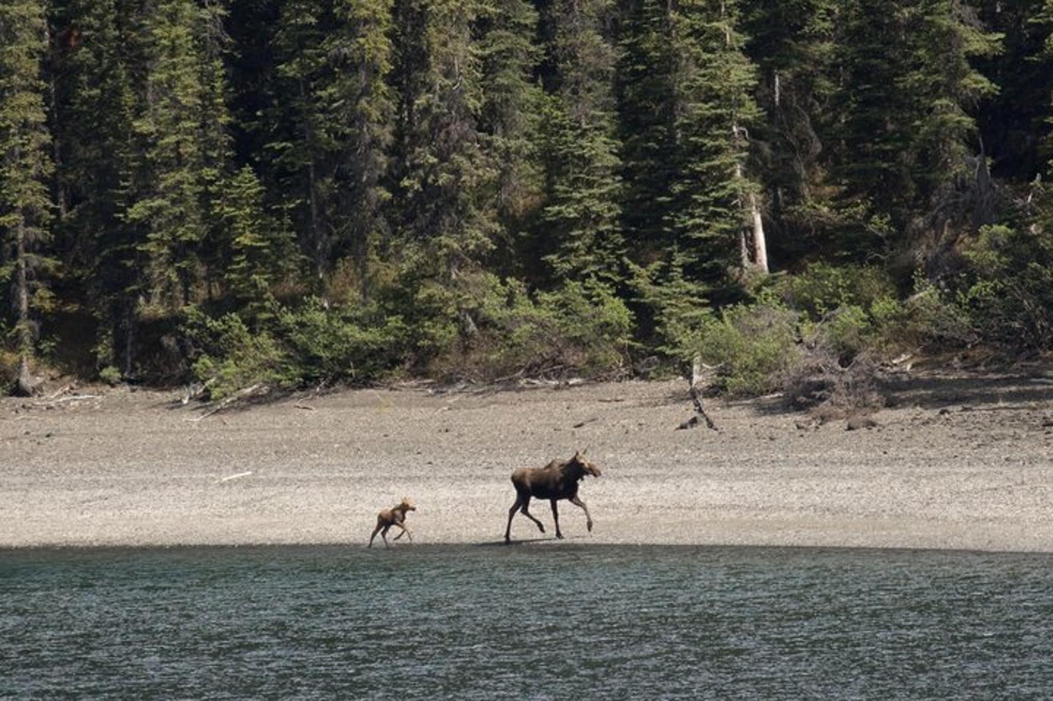 Skagway Yukon Tour with Scenic Stops 6.5 hr - Image 6