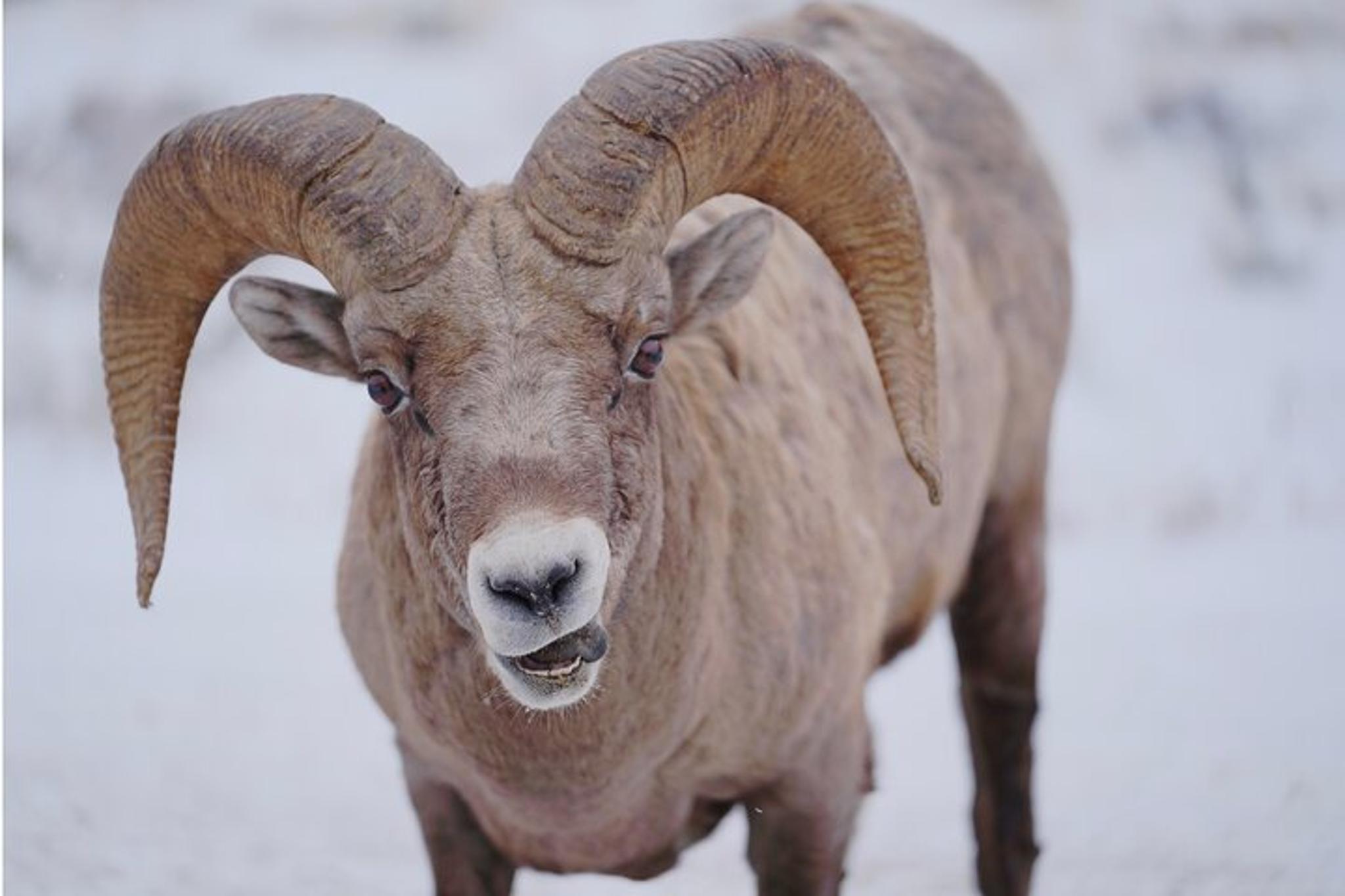 Jackson Hole Winter Wildlife Safari with Picnic Lunch - Image 2