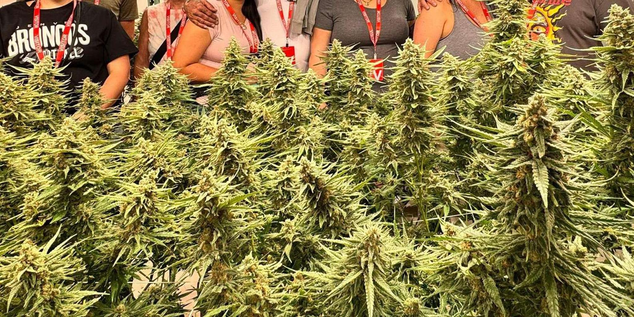 Denver Cannabis Tour with Grow Facility Access - Image 3