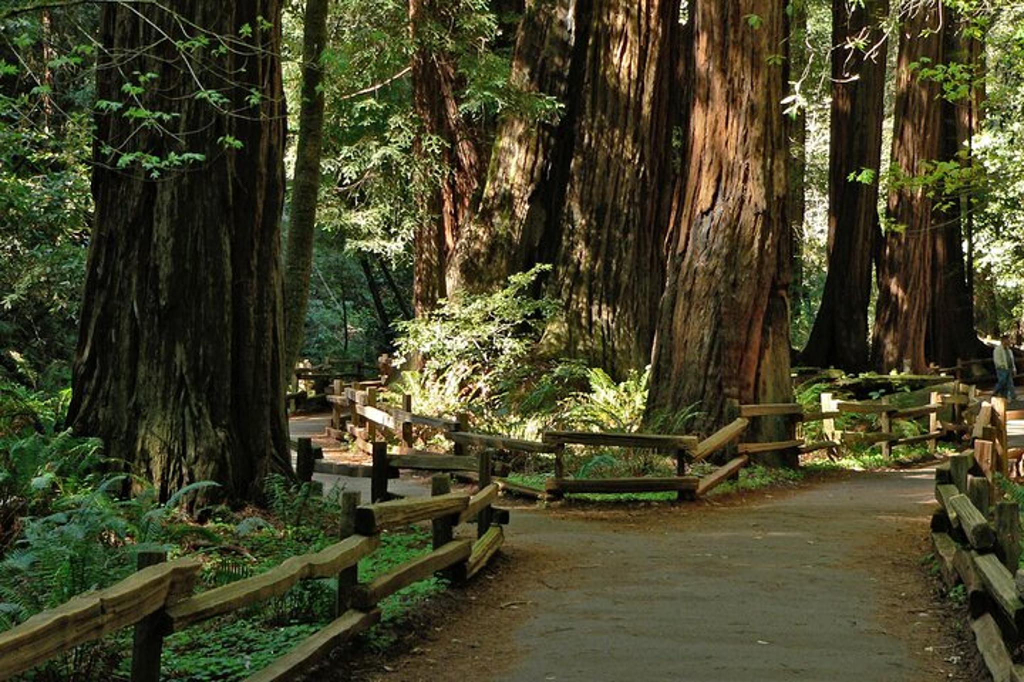 San Francisco Muir Woods and Sausalito Tour 4 hr - Image 1