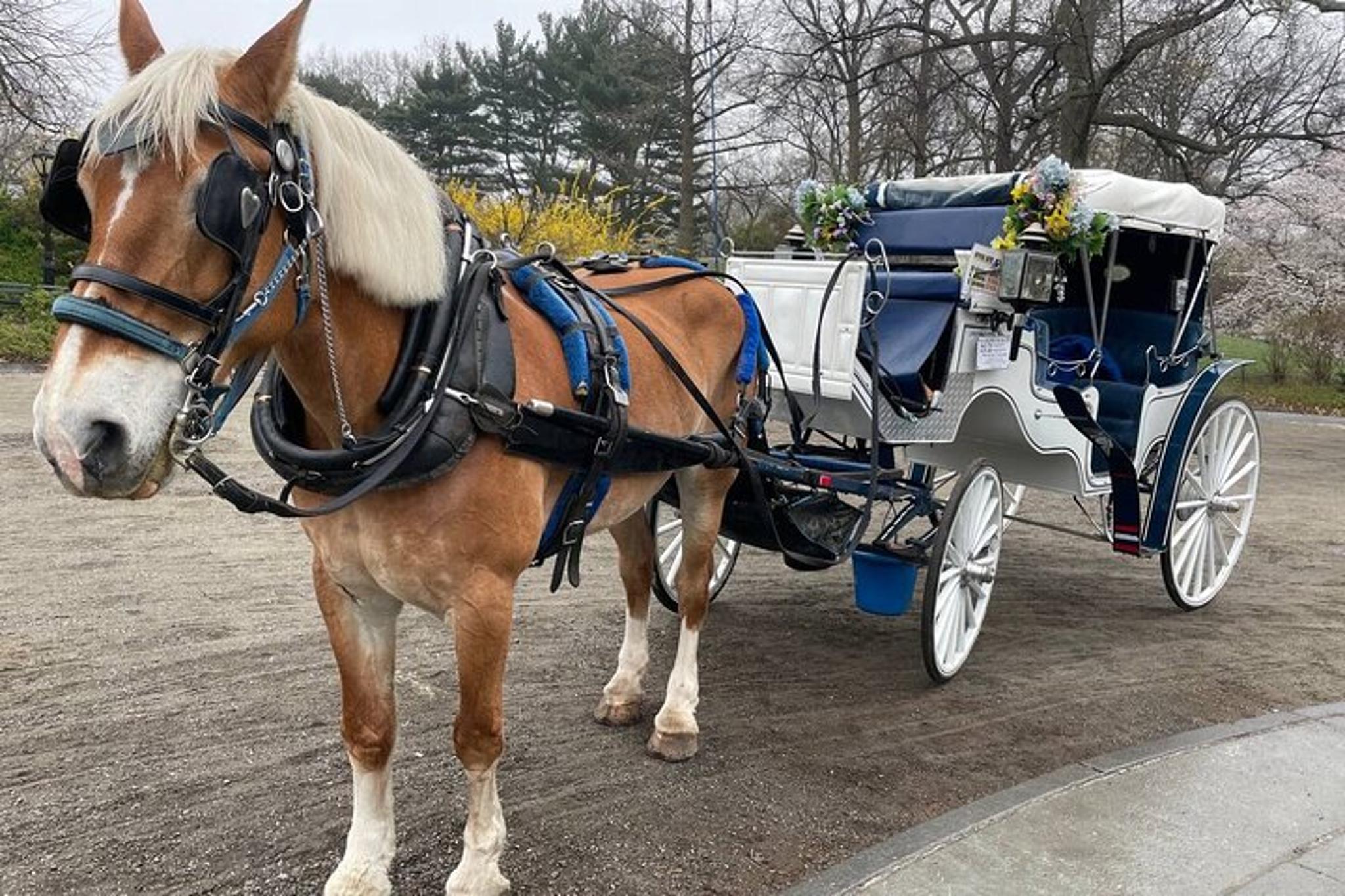 New York Central Park Horse Carriage Ride - Image 5