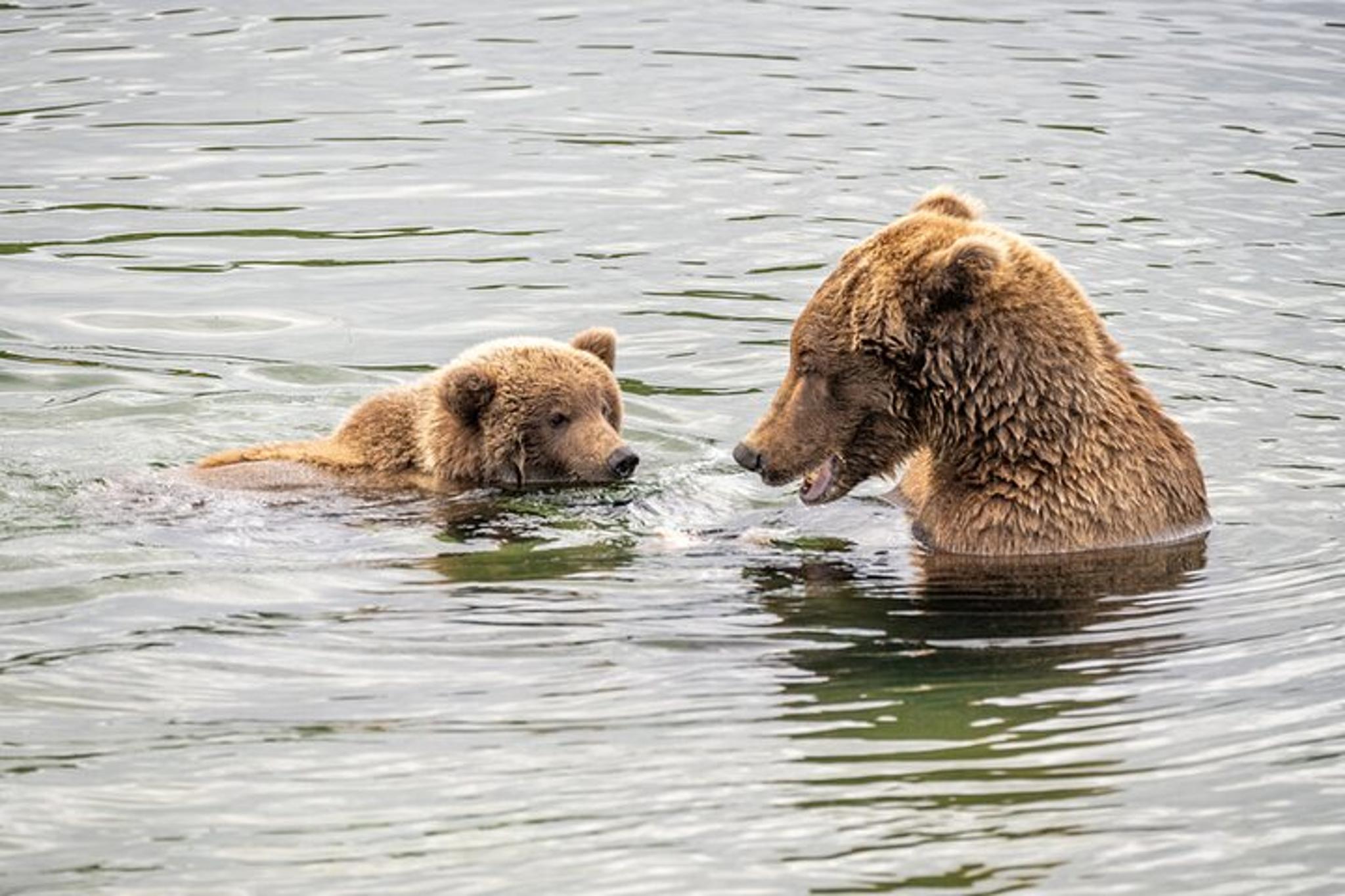 Katmai National Park Bear Viewing at Brooks Falls - Image 2