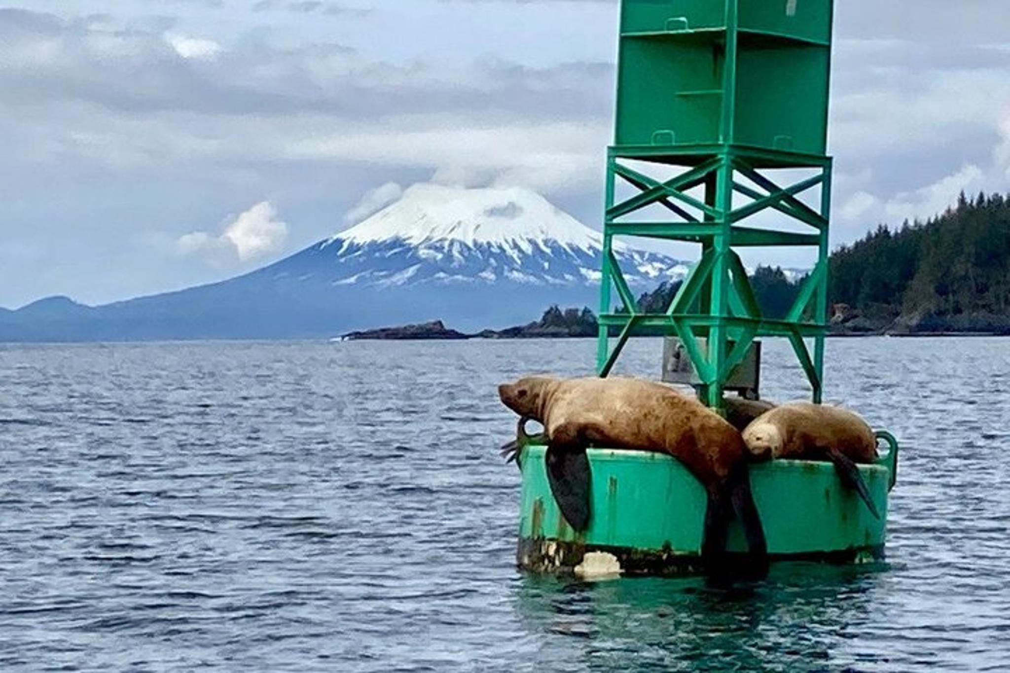 Sitka Marine Life & Seabirds Charter Tour