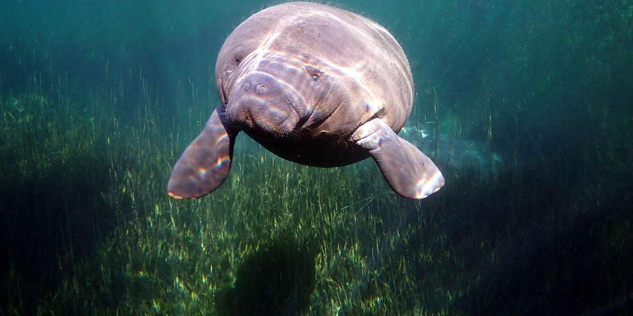 Crystal River Manatee Swim with Photographer 3 hr - Image 5