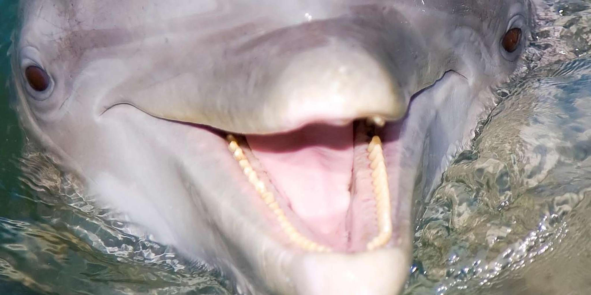 Hilton Head Dolphin Watching Cruise - Image 4