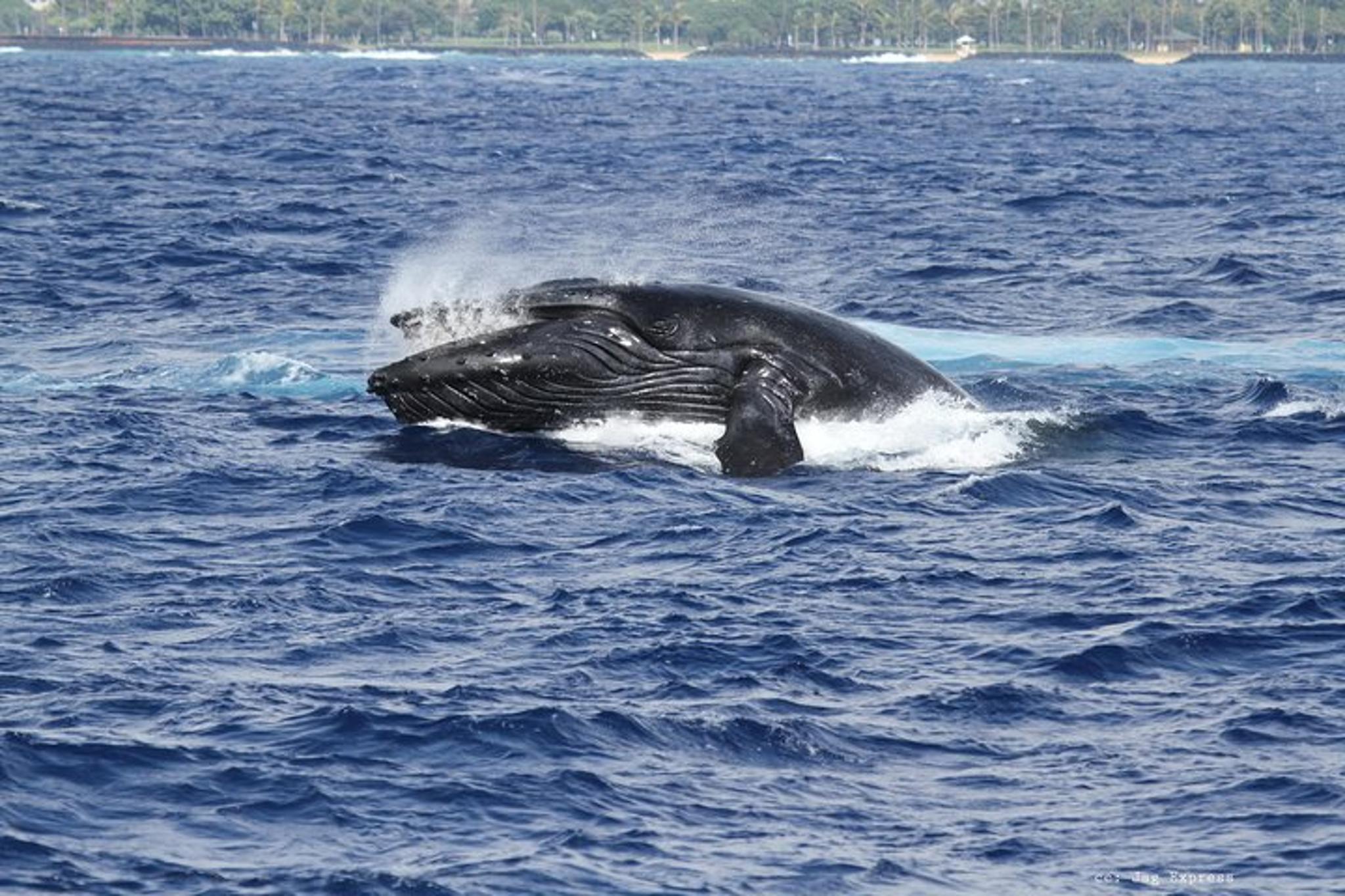 Honolulu Whale Watching Cruise - Image 5