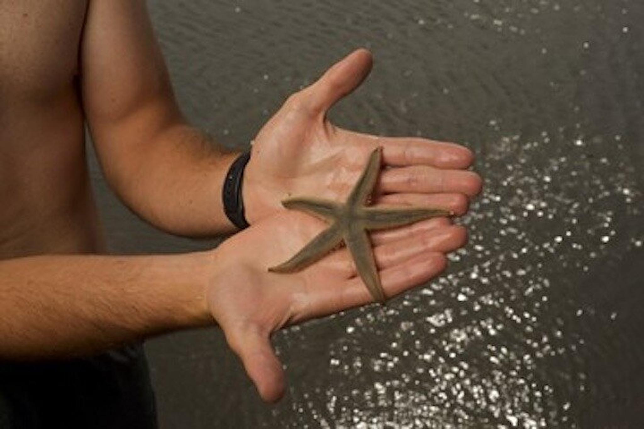 Hilton Head Dolphin Tour with Disappearing Island Stop - Image 2