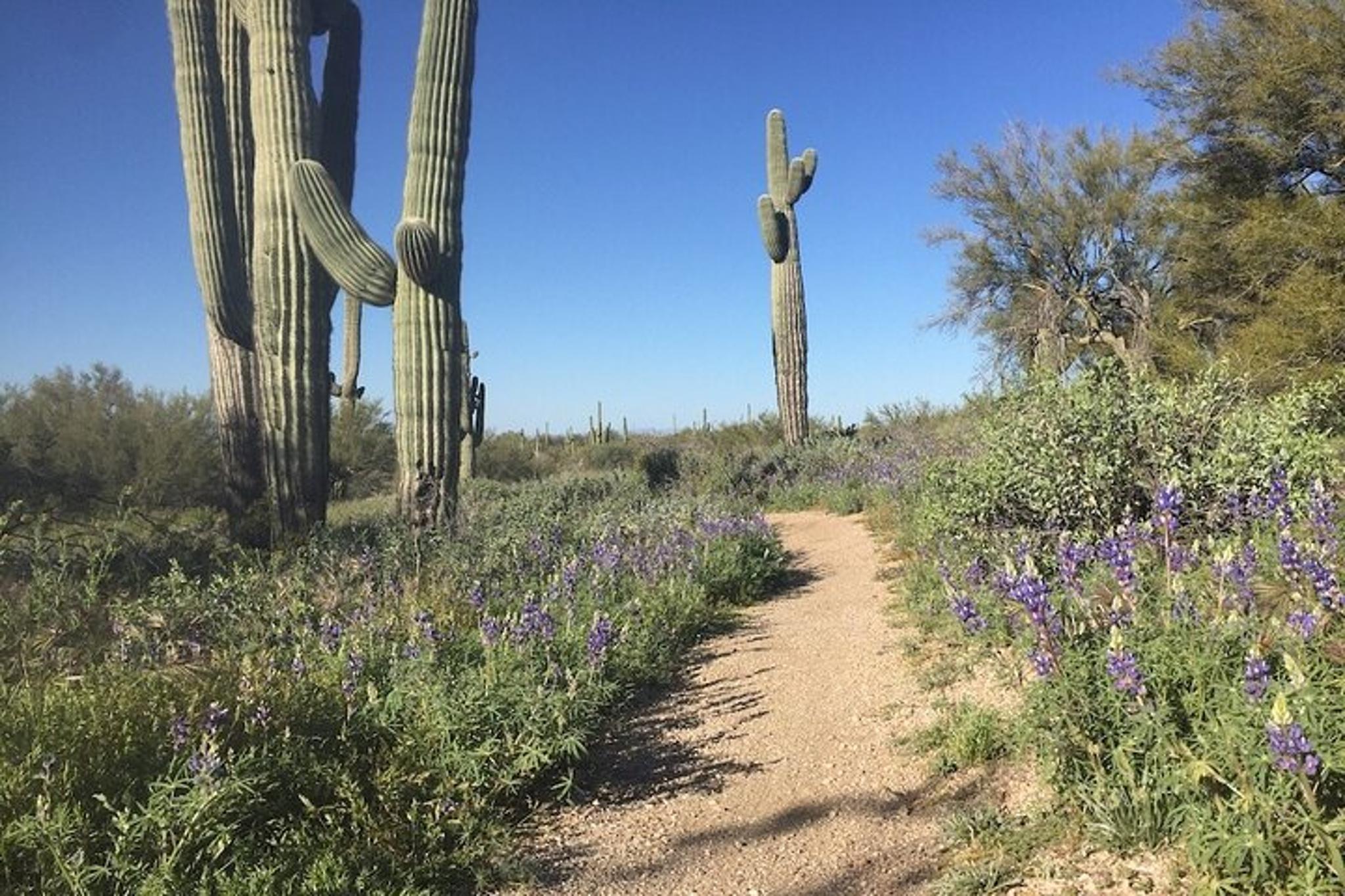Scottsdale Sonoran Desert Guided Hiking Tour 2 hr - Image 2