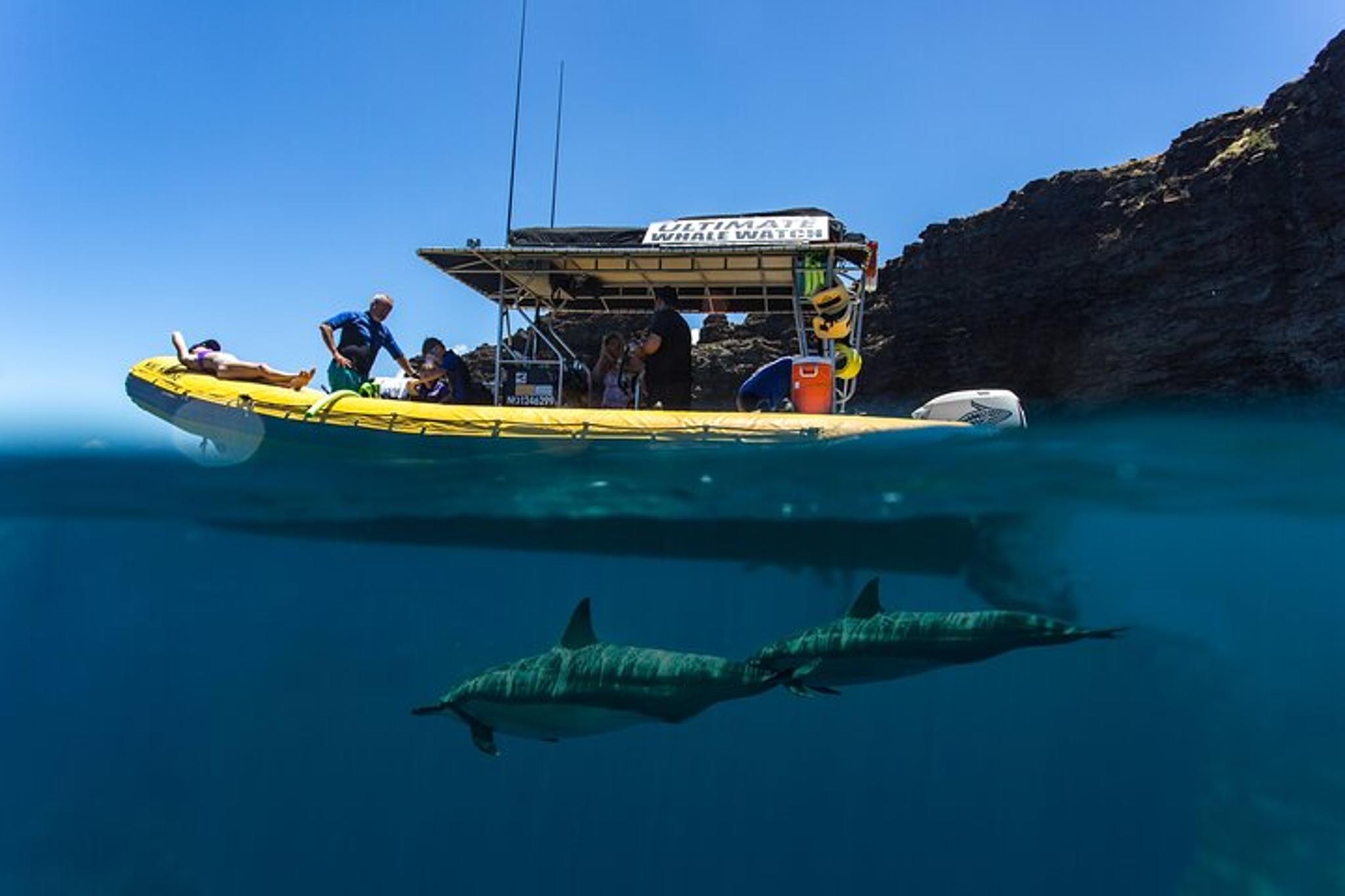 Lanai Dolphin Adventure and Snorkel Tour - Image 3
