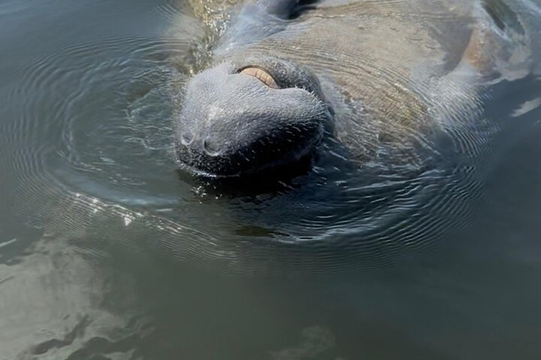Ruskin Kayak Tour at EG Simmons Park 3 hr - Image 2