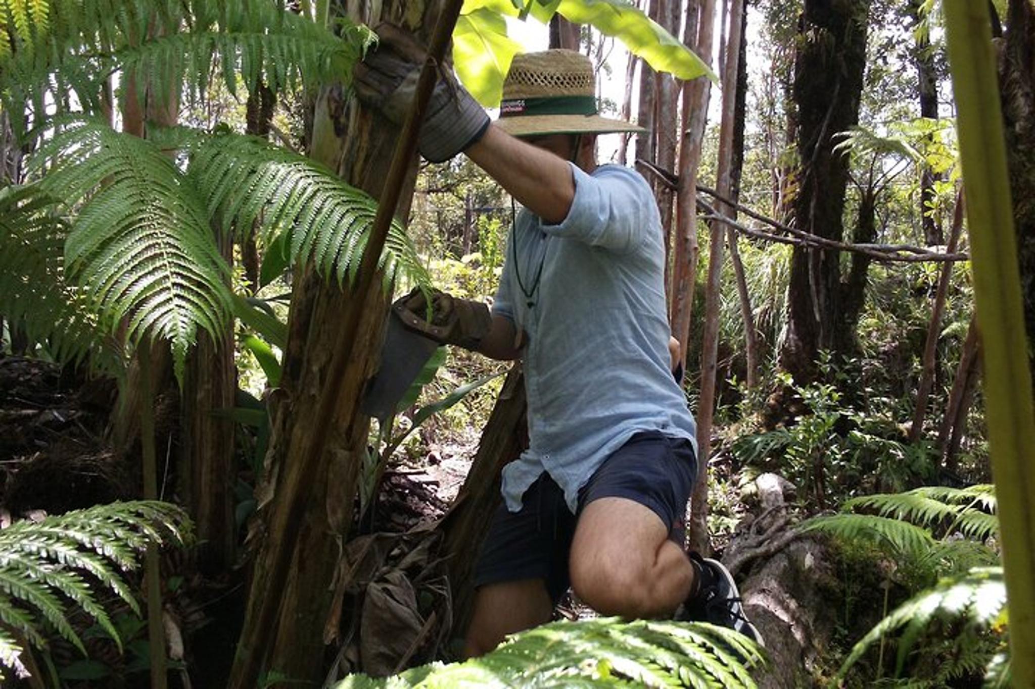 Fern Forest Banana Cultivation Experience - Image 2