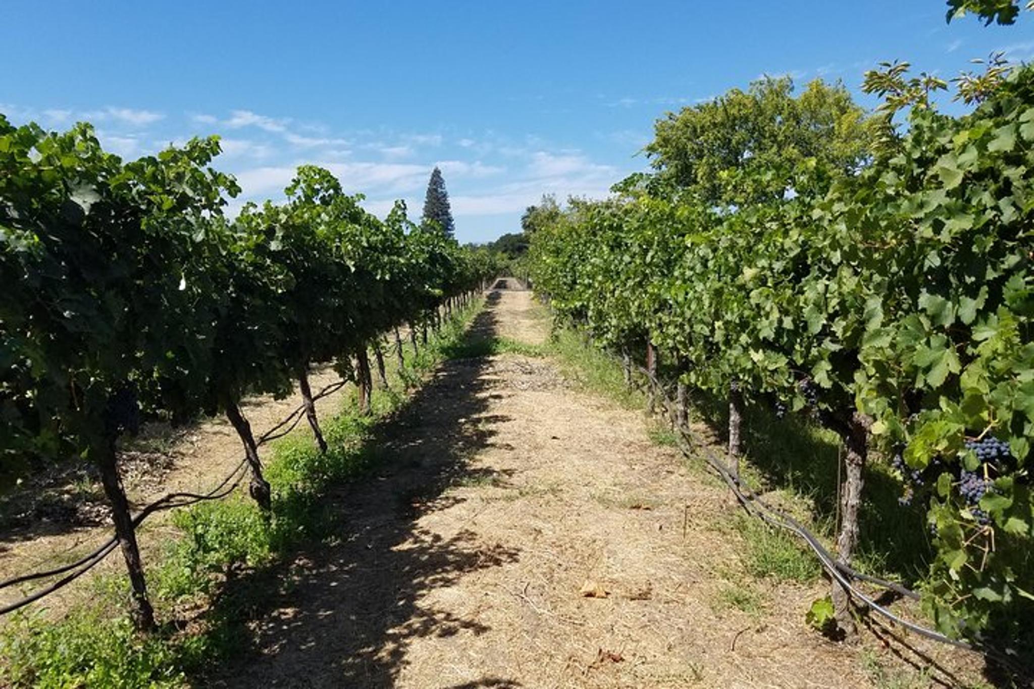 Napa Wine Tour in a Luxury Vehicle - Image 4