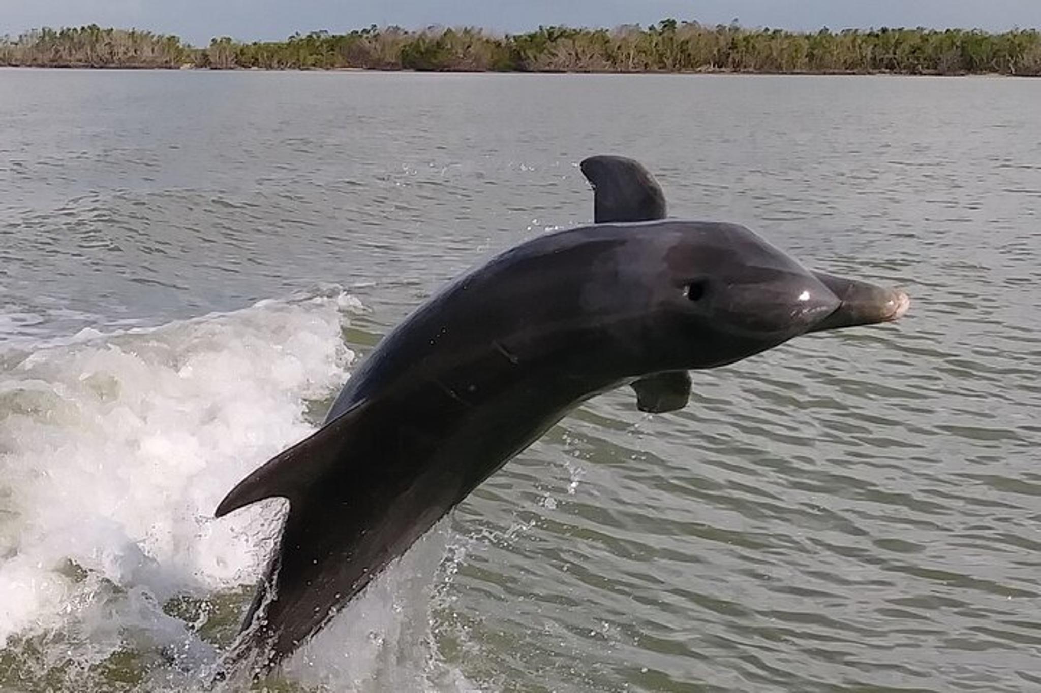 Marco Island Boat Excursion - Dolphins & Shelling Tour - Image 4