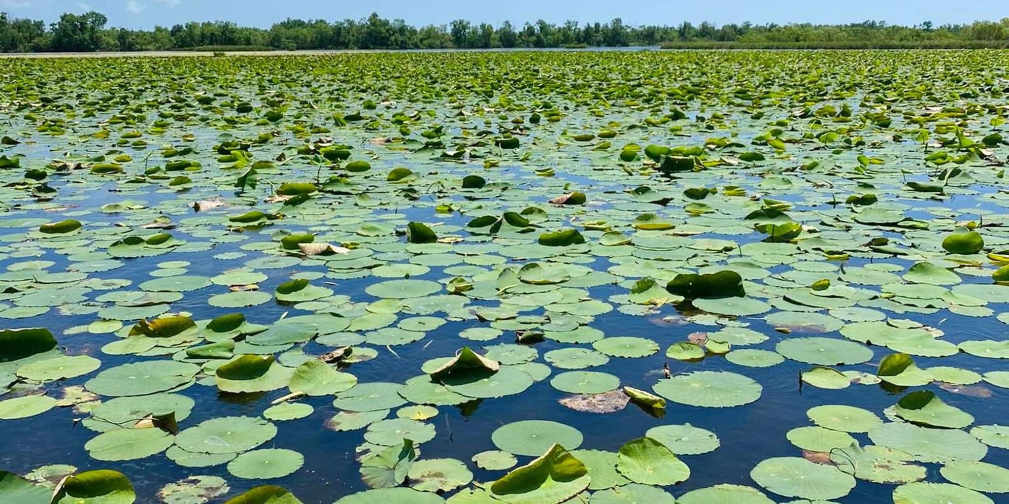 New Orleans Swamp Tour by Boat or Airboat - Image 4