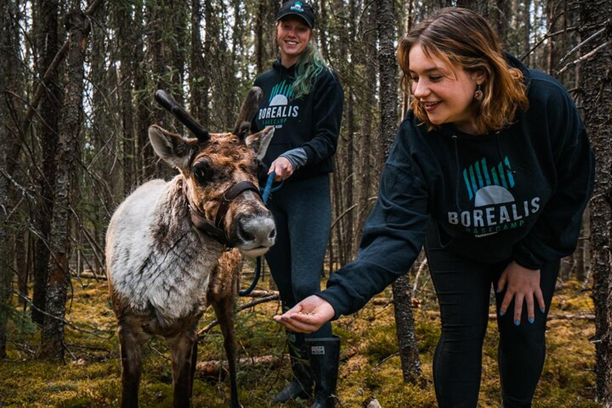 Fairbanks Reindeer Walking Experience 1 hr - Image 2