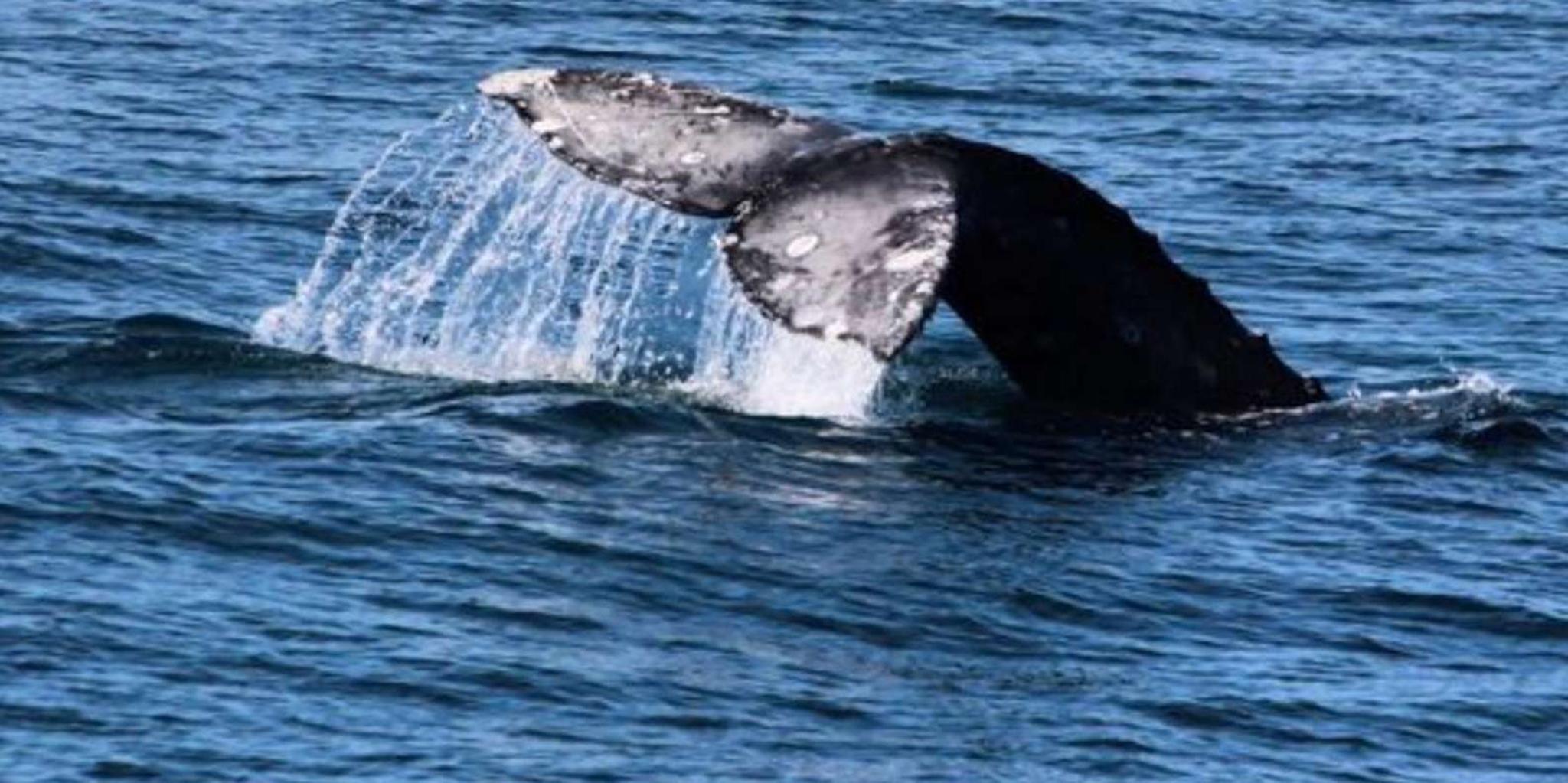 San Diego Whale and Dolphin Watching Cruise - Image 4