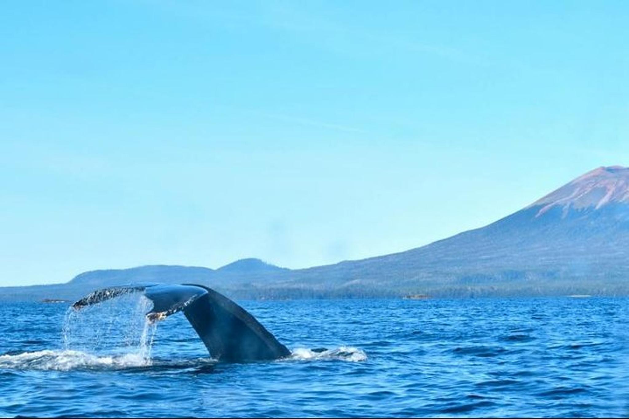 Sitka Whale Watching and Marine Wildlife Excursion 2 hr - Image 2