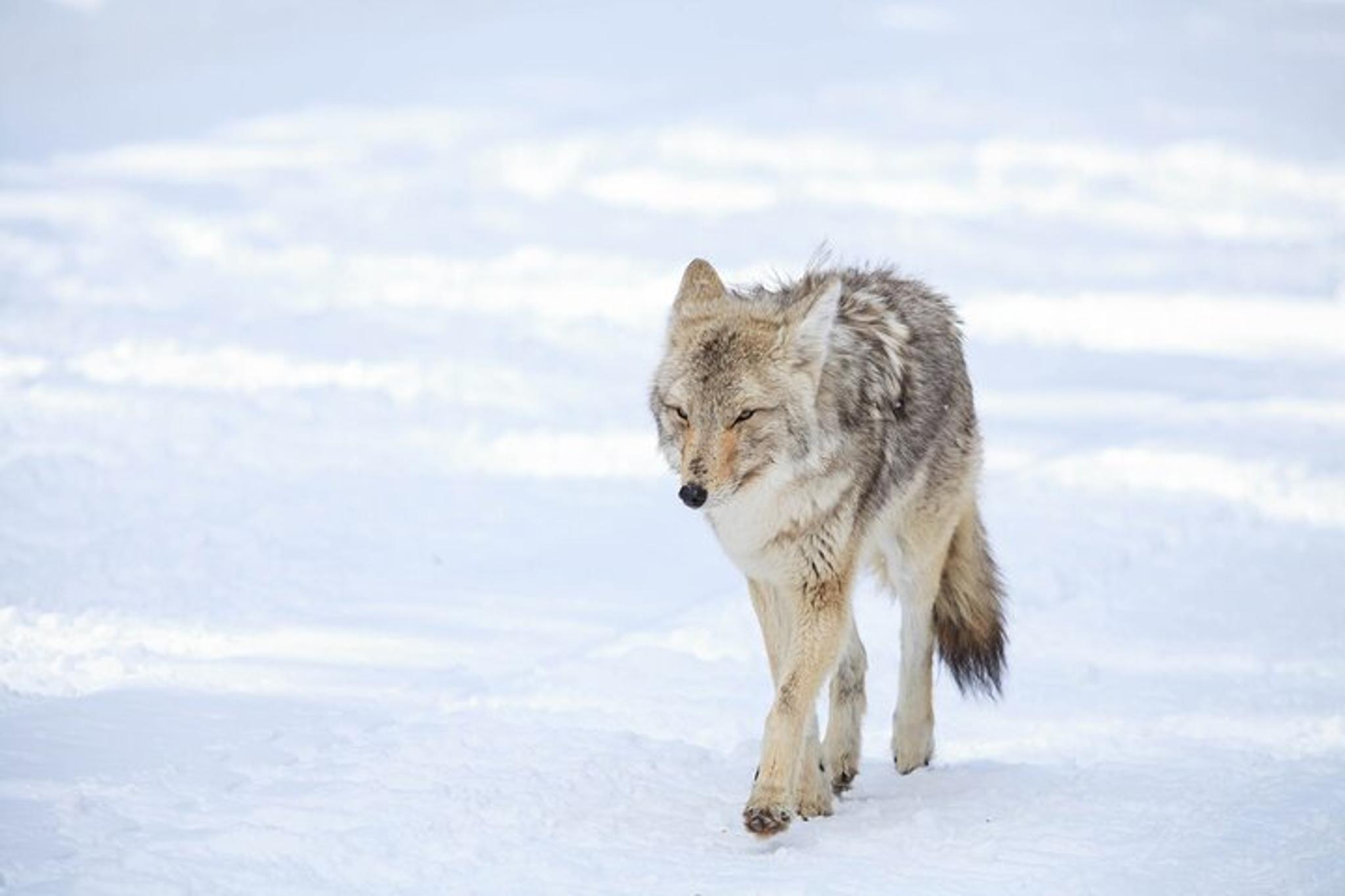 Bozeman Yellowstone Winter Wildlife Safari - Image 4
