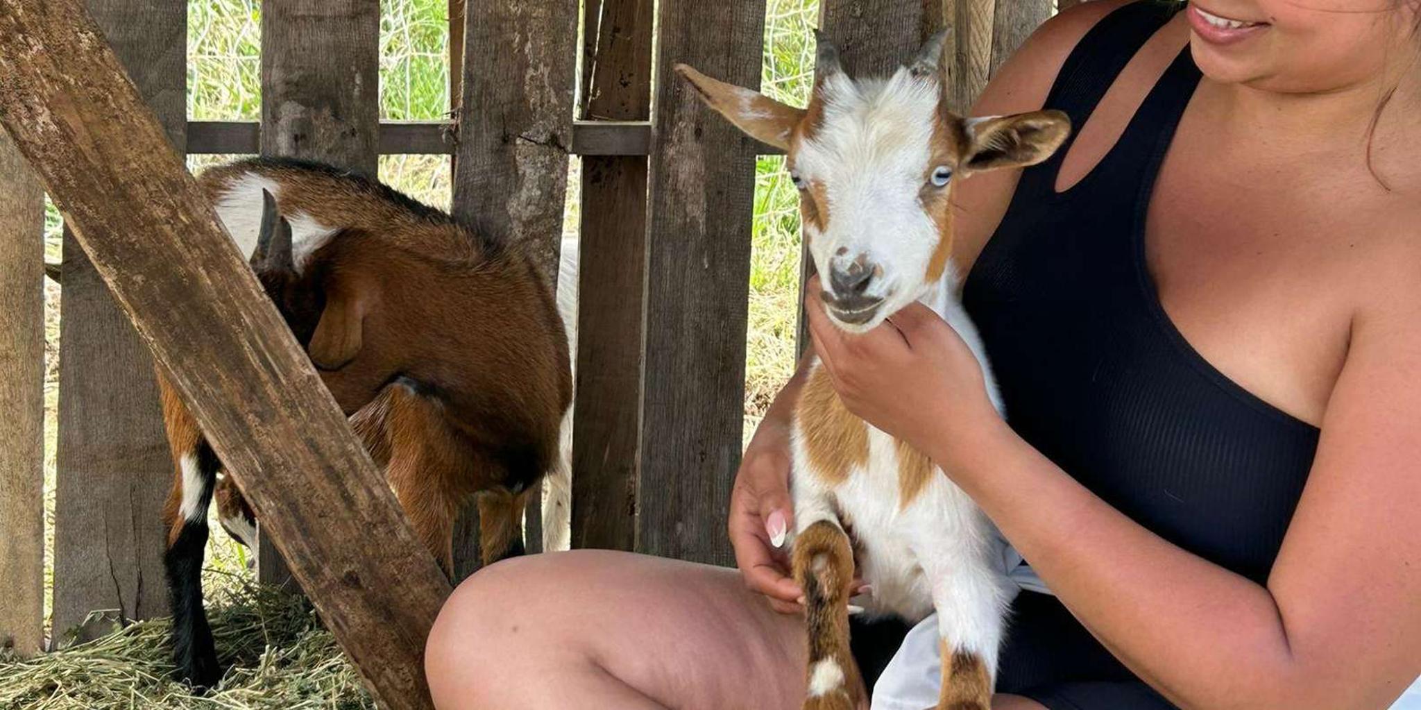 Big Island Baby Goat Experience