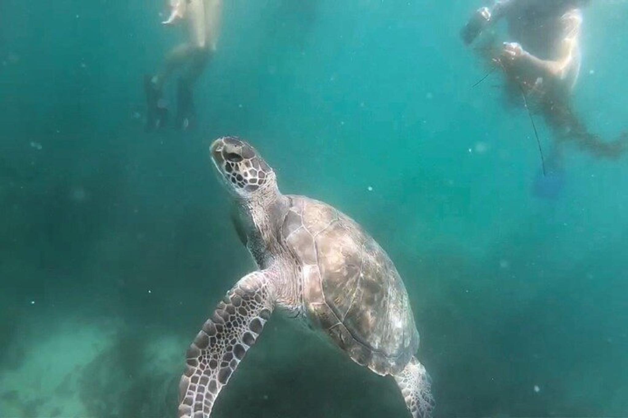 La Jolla Kayak and Snorkel Tour for Two - Image 5