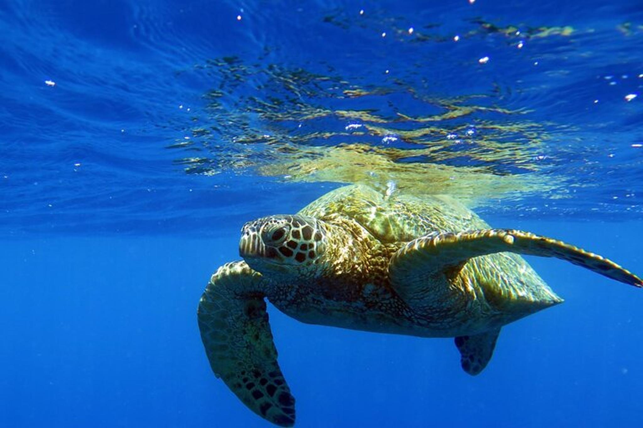 Waikiki Snorkel Adventure at Turtle Canyon - Image 3