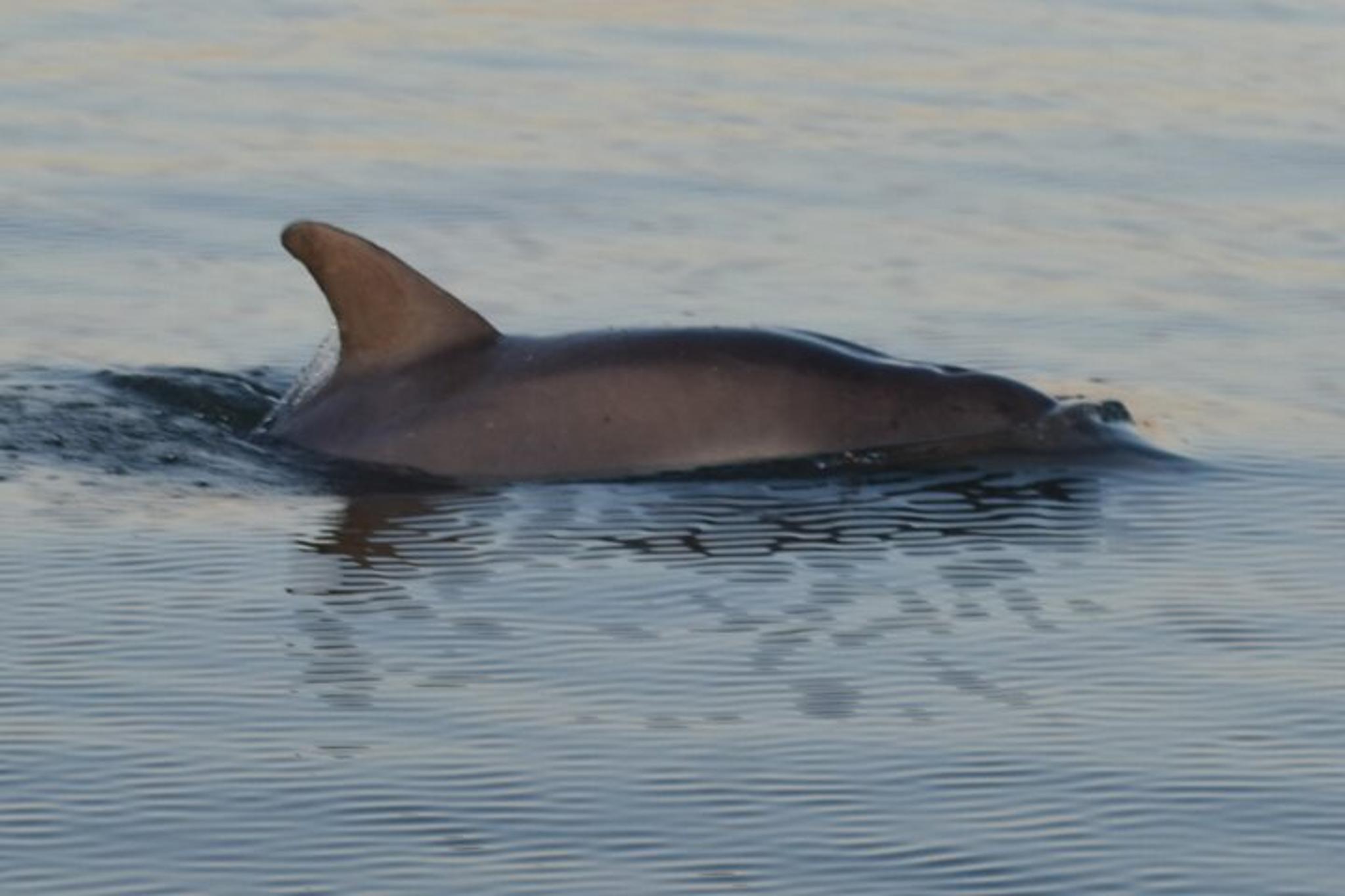 Charleston Fossil Excursion with Local Guide - Image 5