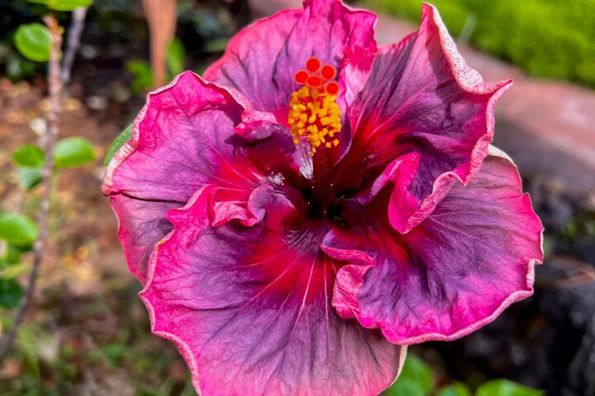 Big Island History & Local Shopping Tour