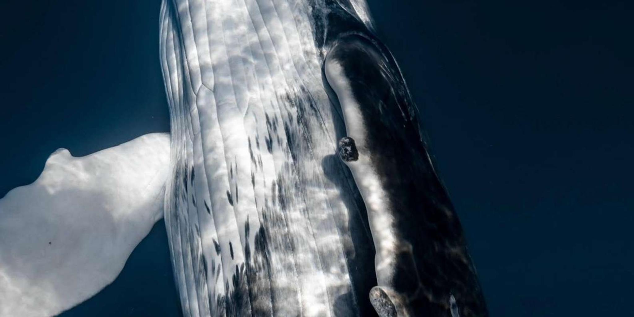 Kawaihae Whale Watching Tour - Image 2