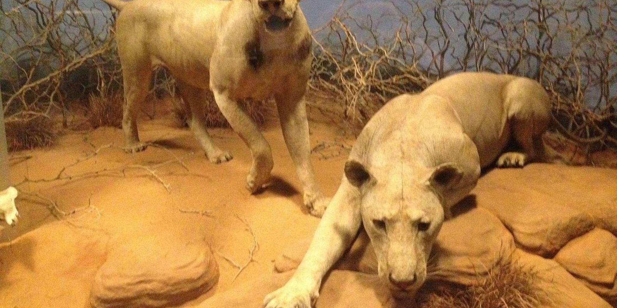 Chicago Field Museum Digital Tour - Image 2