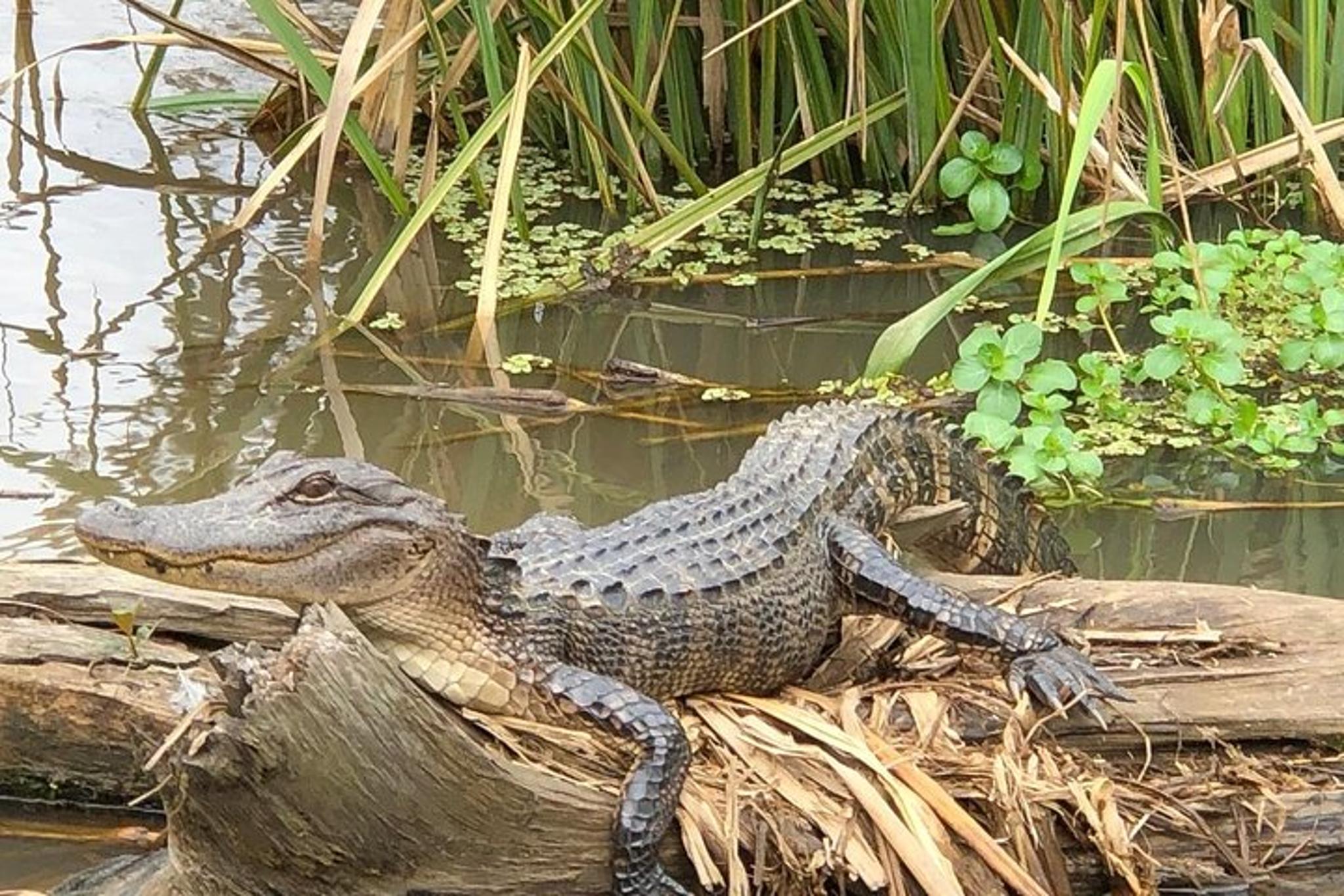 New Orleans Honey Island Swamp Boat Tour - Image 6