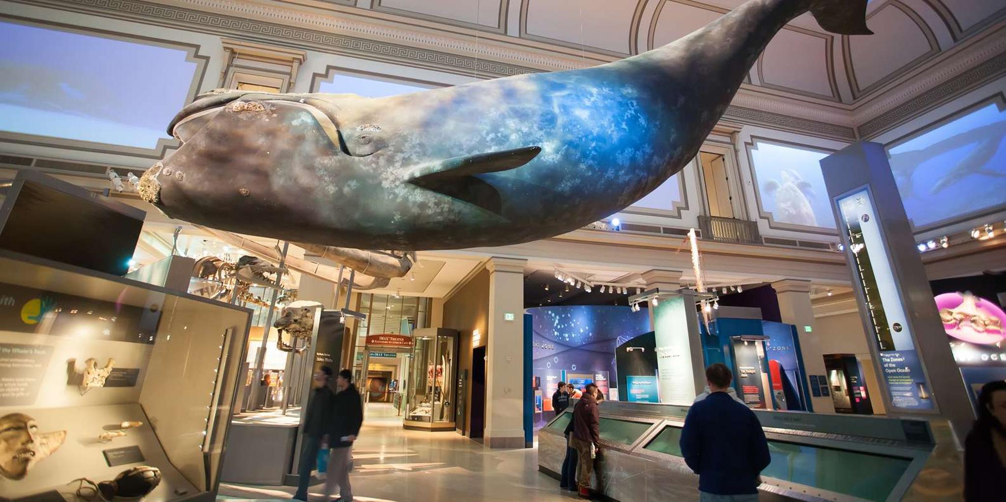 Washington DC Museum of Natural History Private Tour - Image 3