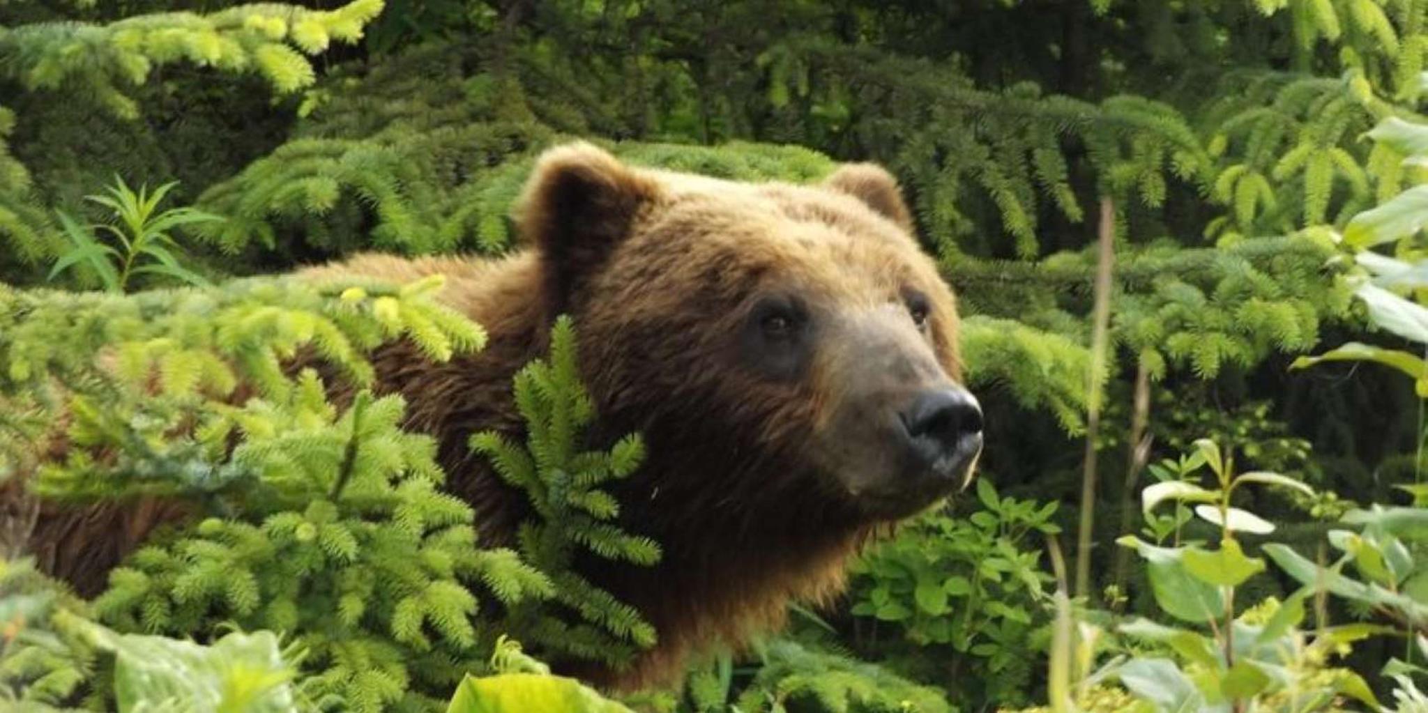 Hoonah Chichagof Island Brown Bear Search 3 hr