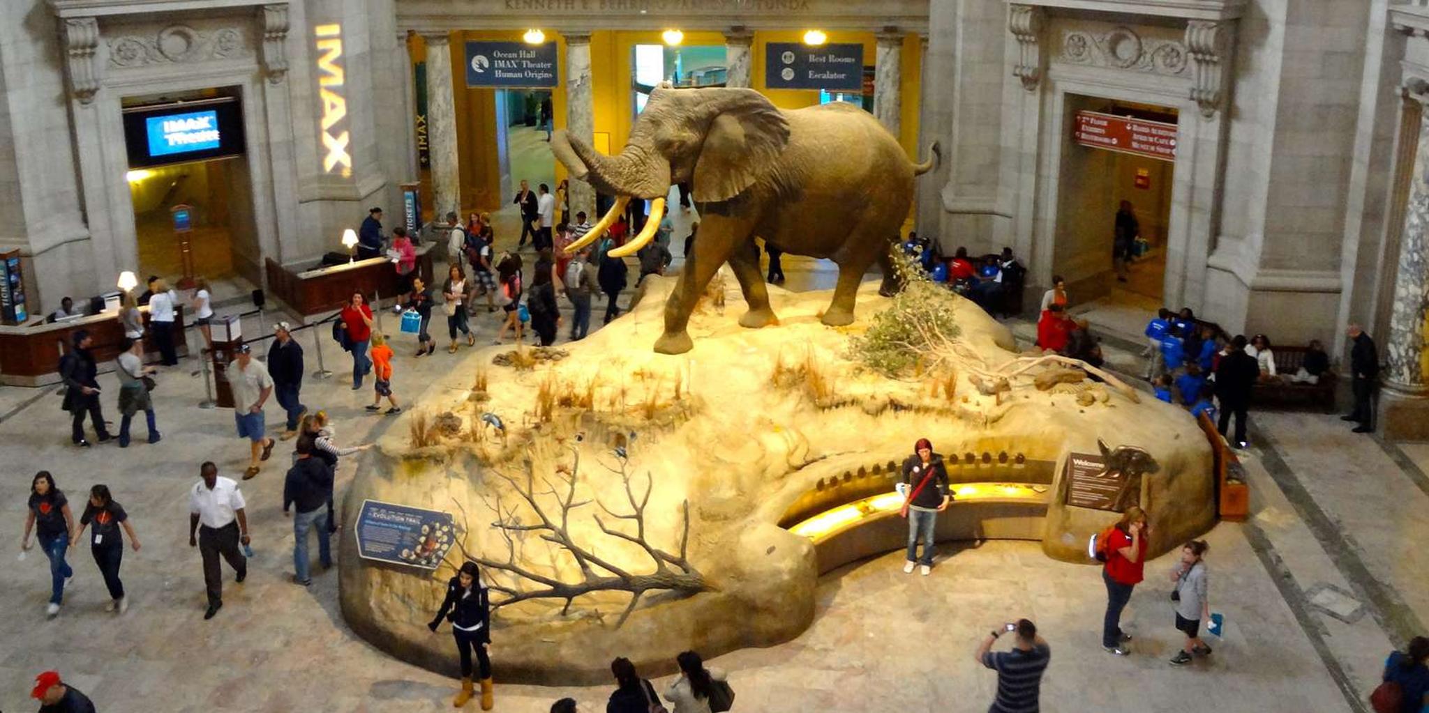 Washington DC Museum of Natural History Private Tour - Image 6