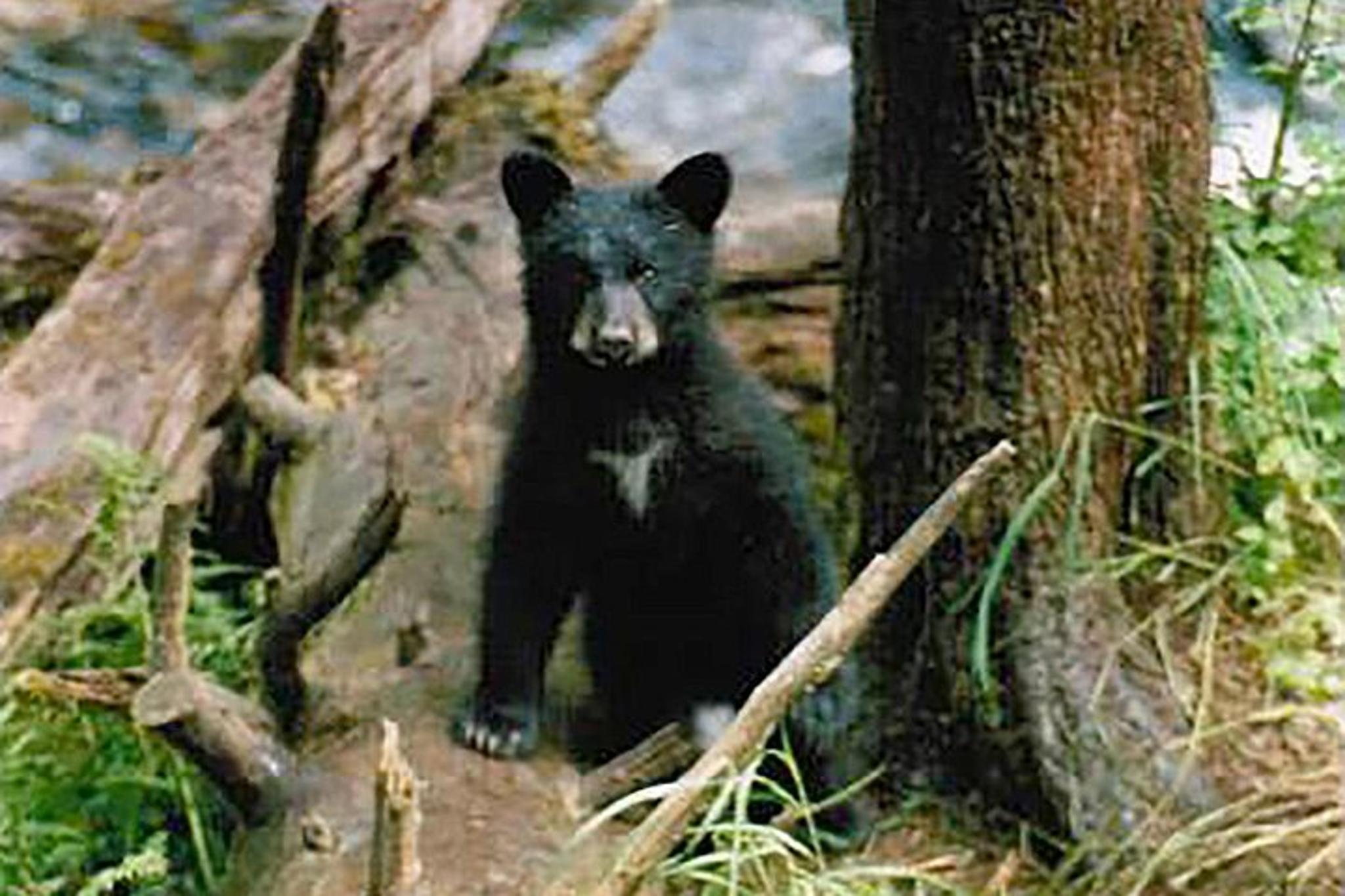 Ketchikan Bear Viewing Floatplane Tour - Image 5