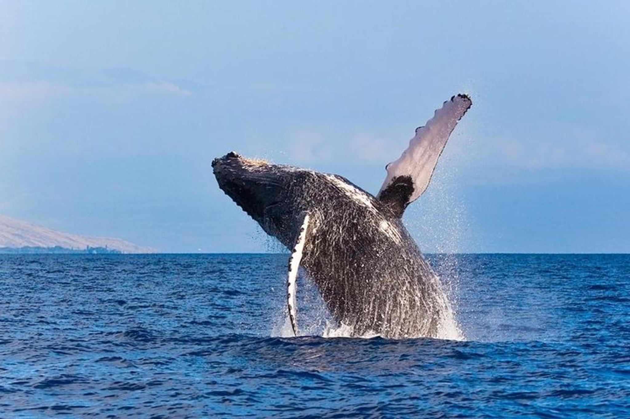 Kailua-Kona Whale Watching Raft Adventure - Image 2