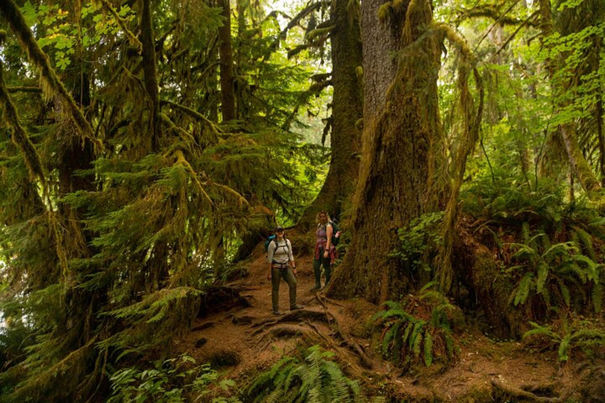 Olympic National Park Private Tour & Hike - Image 4