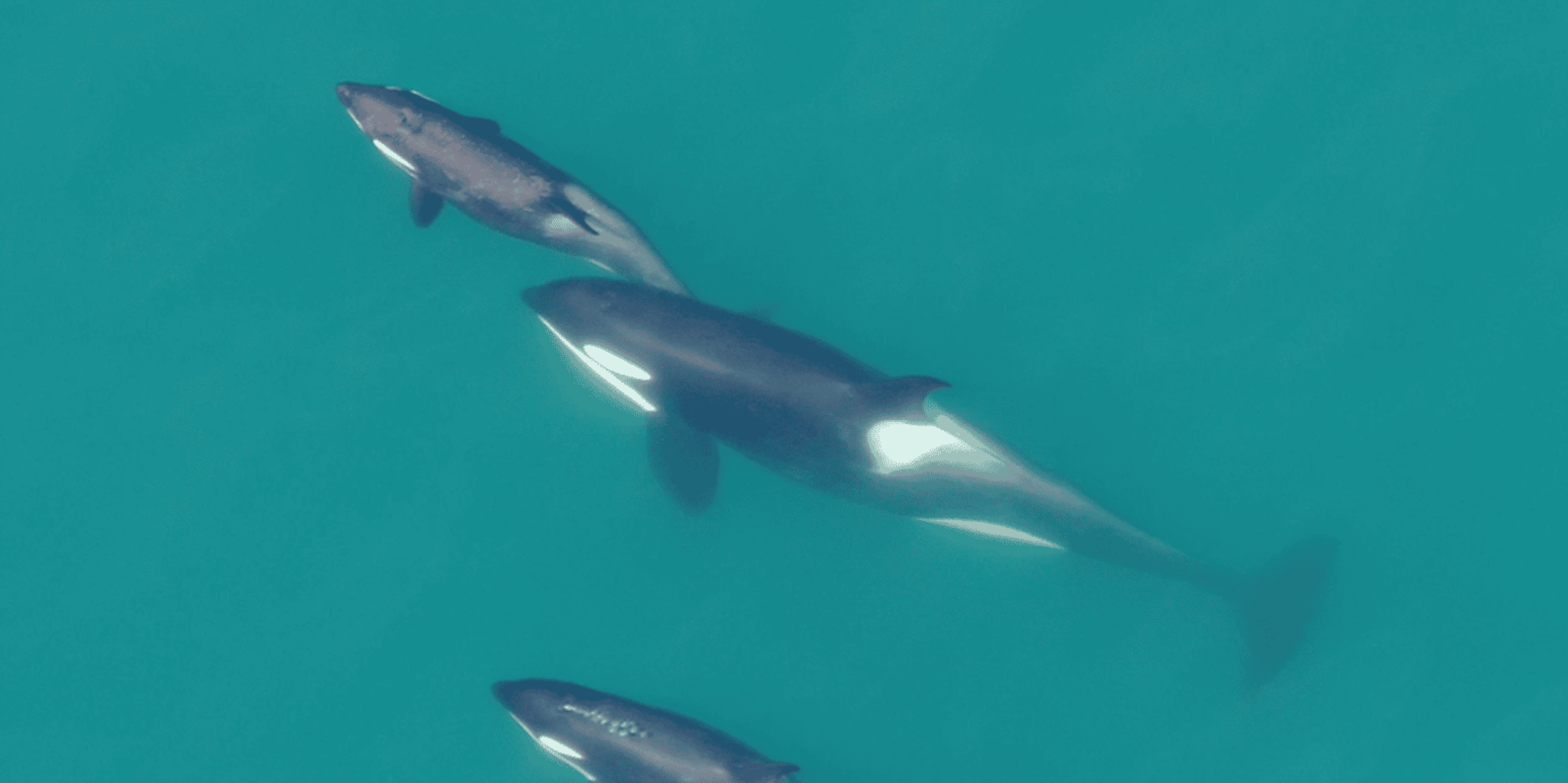 Hoonah Whale Watching with Drone Filmography - Image 3
