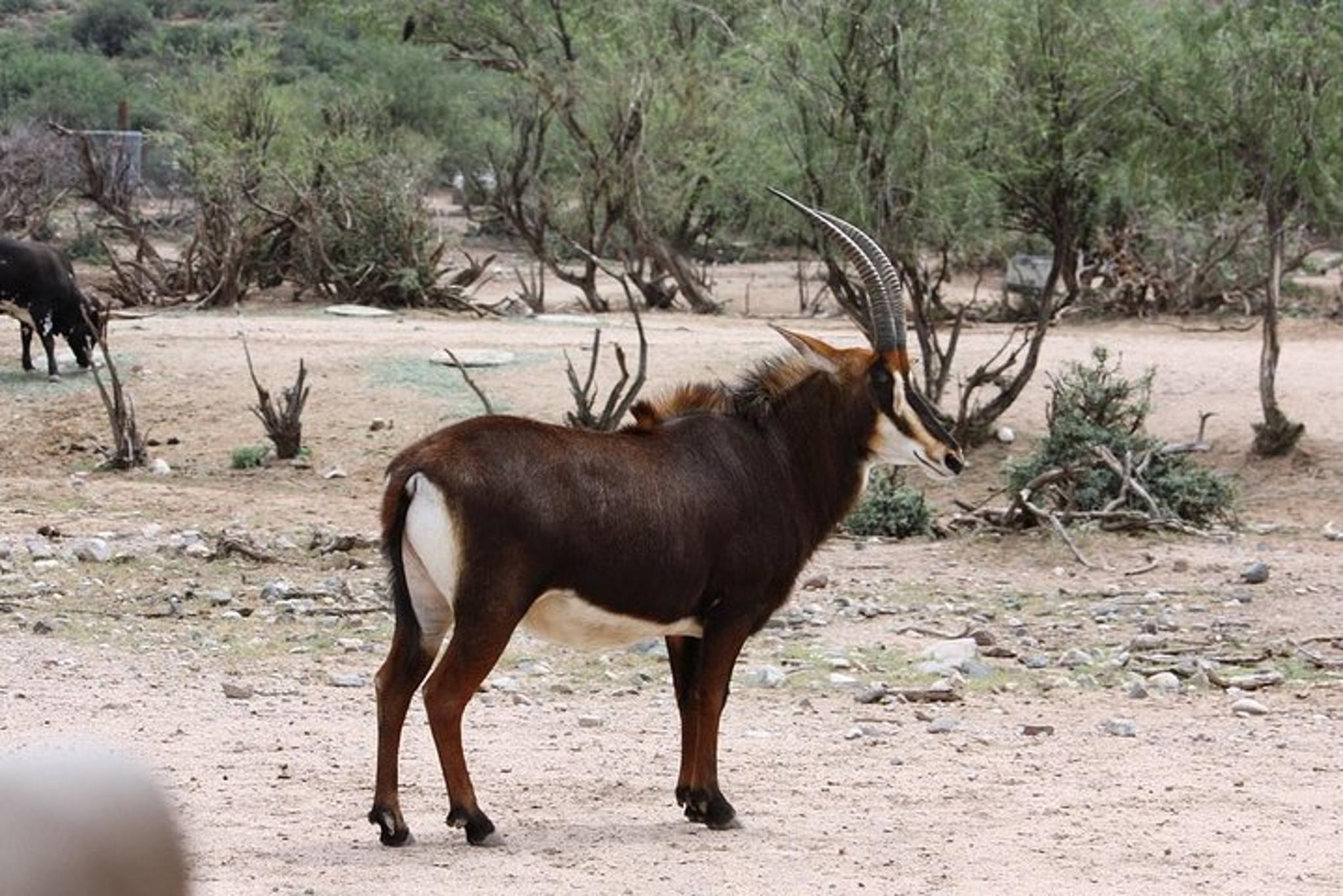 Camp Verde Wildlife Park Admission - Image 4