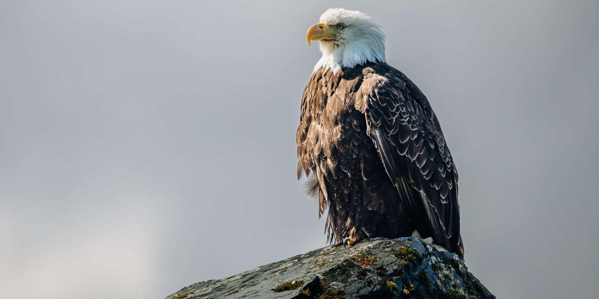 Sitka Wildlife Adventure - Image 6