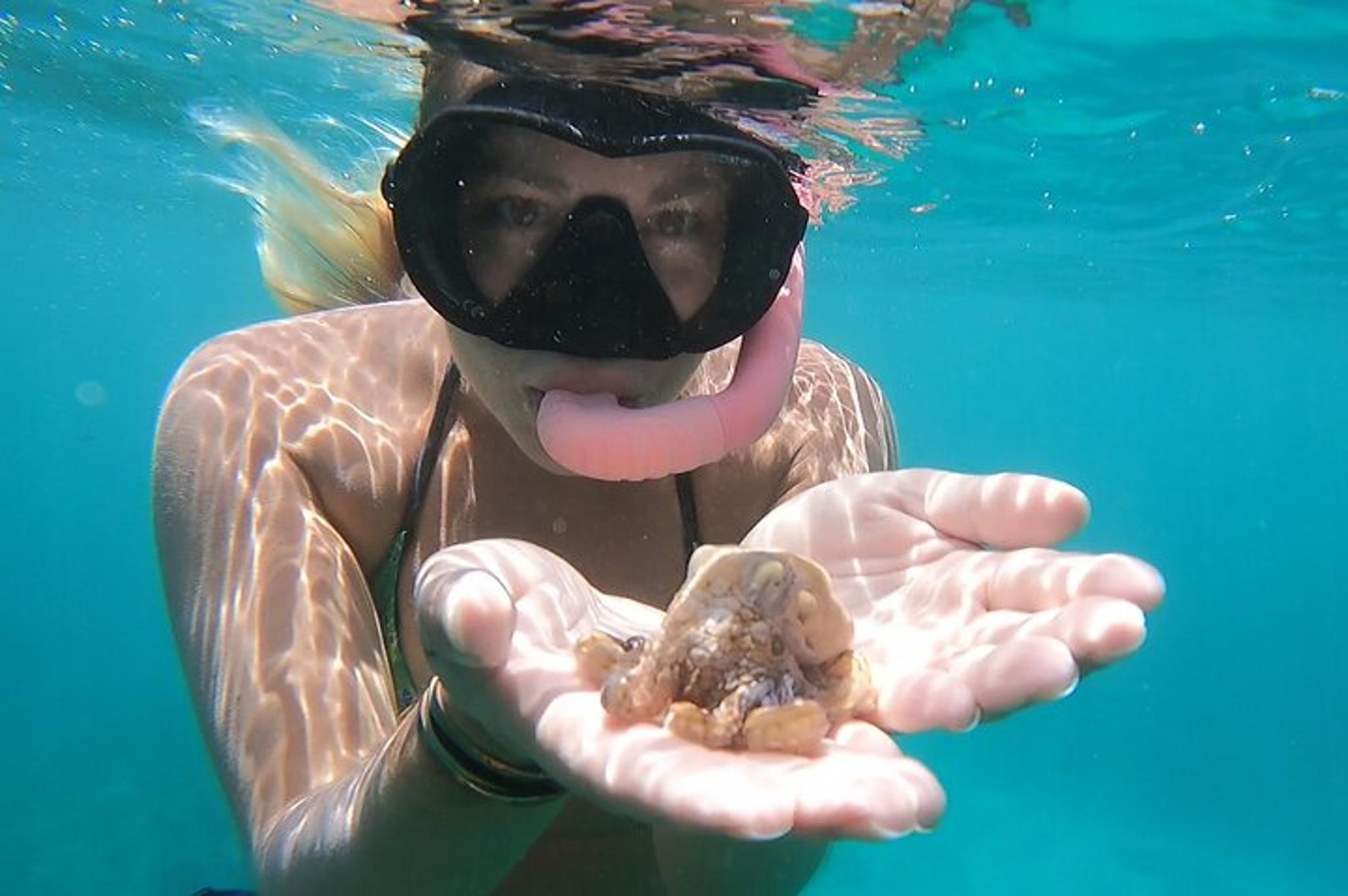 Oahu Marine Ecology Snorkel Tour