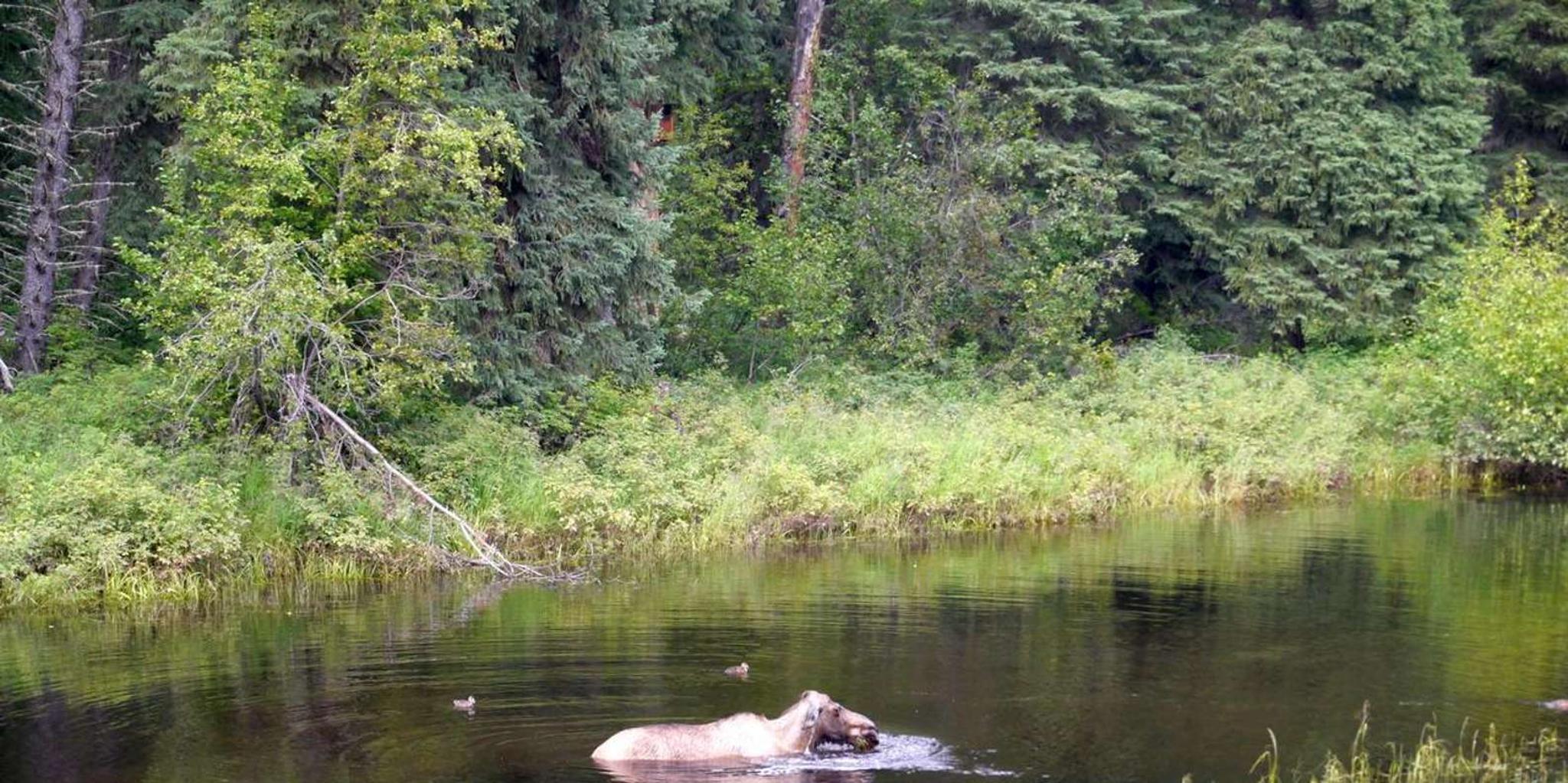 Fairbanks Chena River Rafting Tour 5 hr - Image 2
