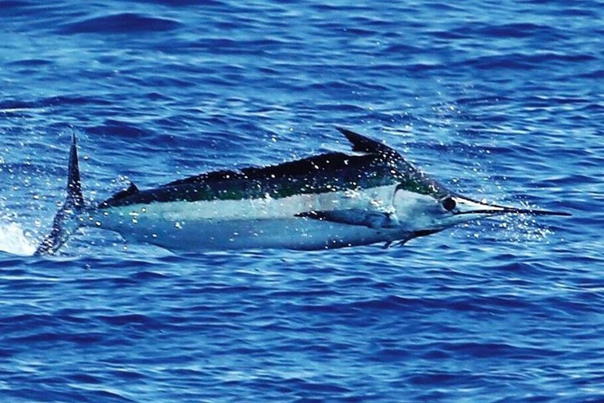 Kona Fishing Charter Full Day - Image 6