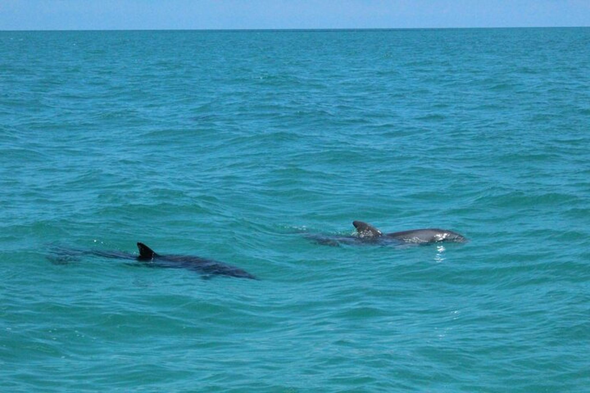 Miami Dolphin Discovery and Snorkeling Tour - Image 3