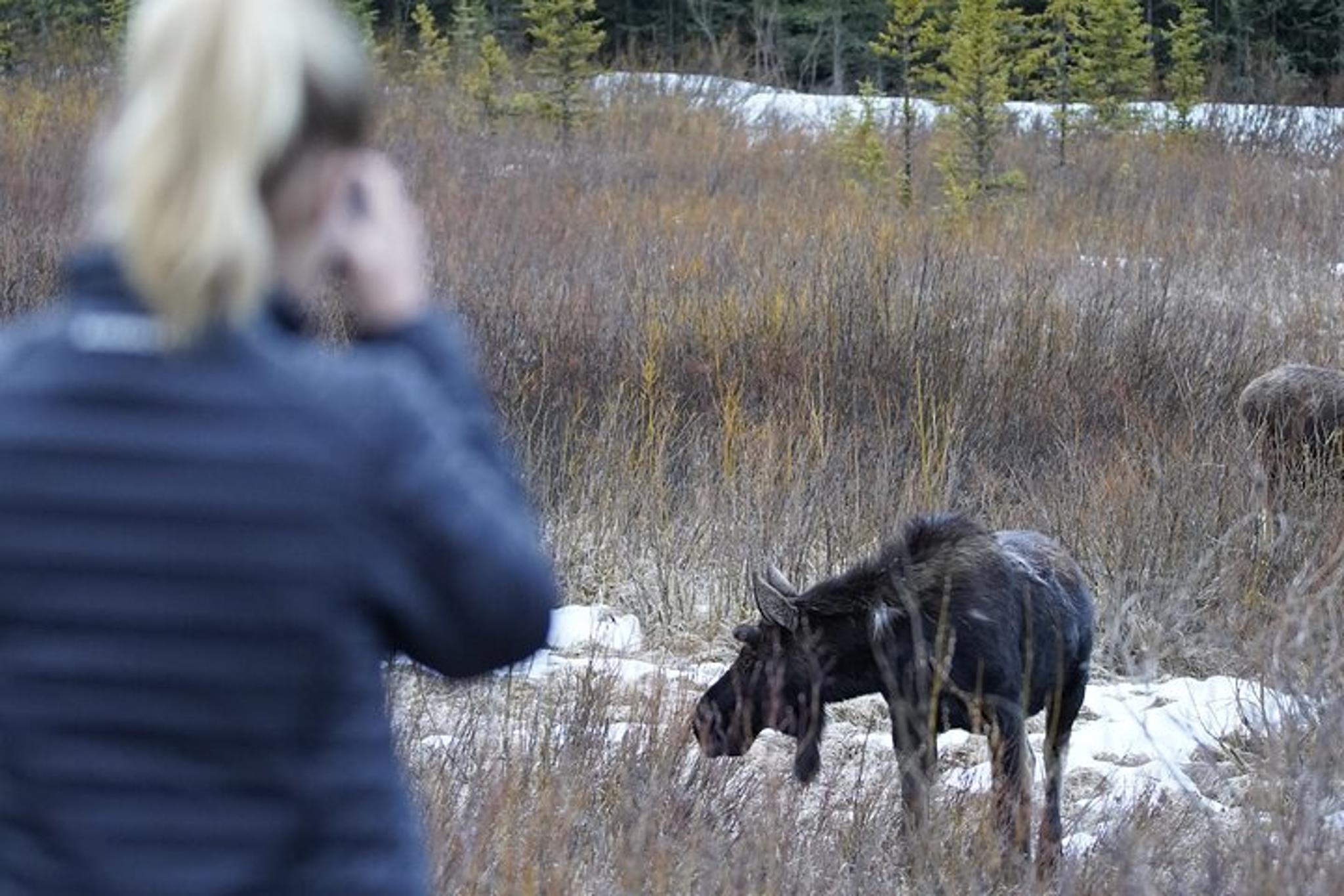 Jackson Wildlife Safari in Grand Teton National Park Full Day - Image 4