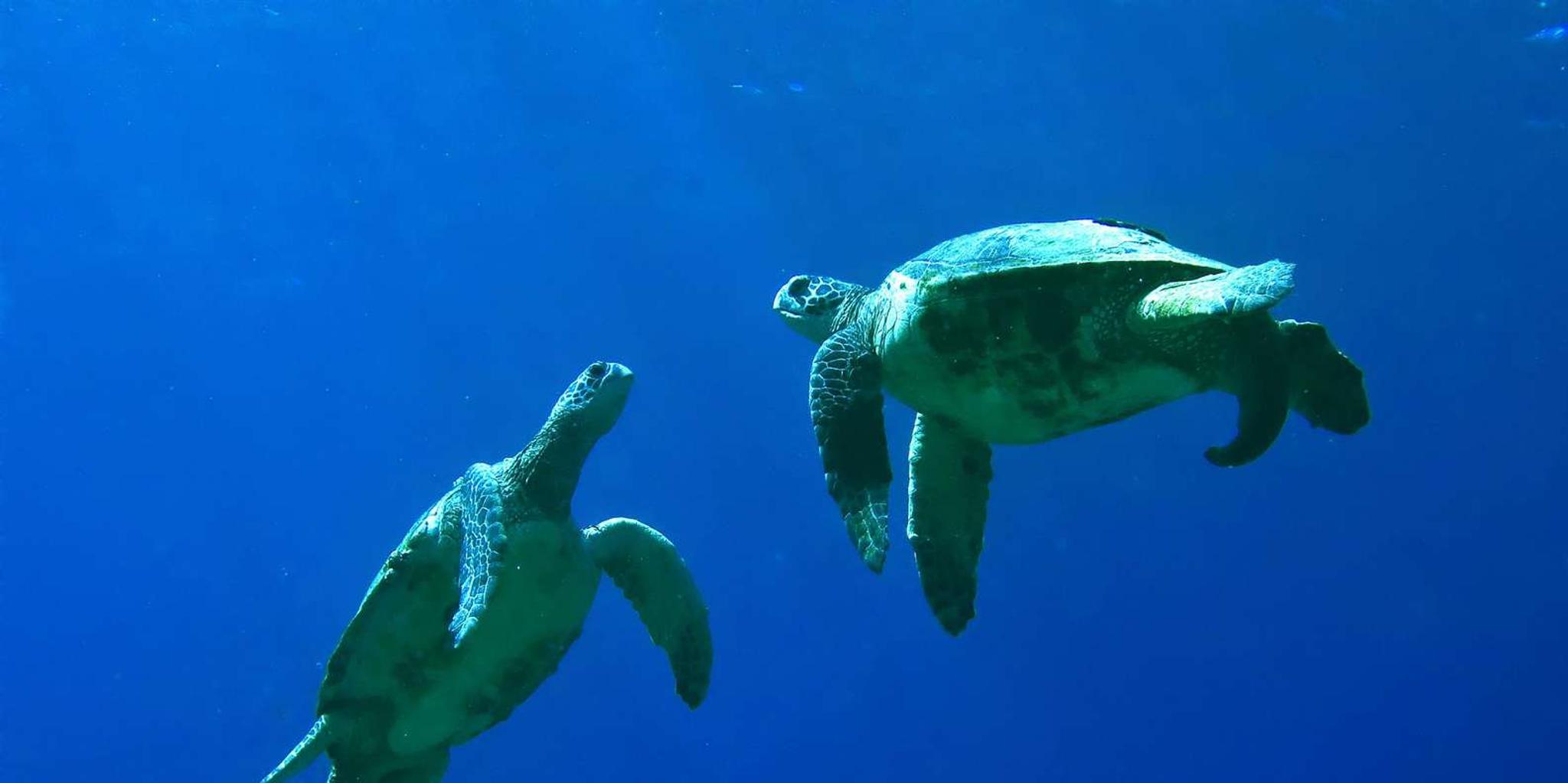 Maui Kayak and Snorkel Tour in Makena Bay - Image 6