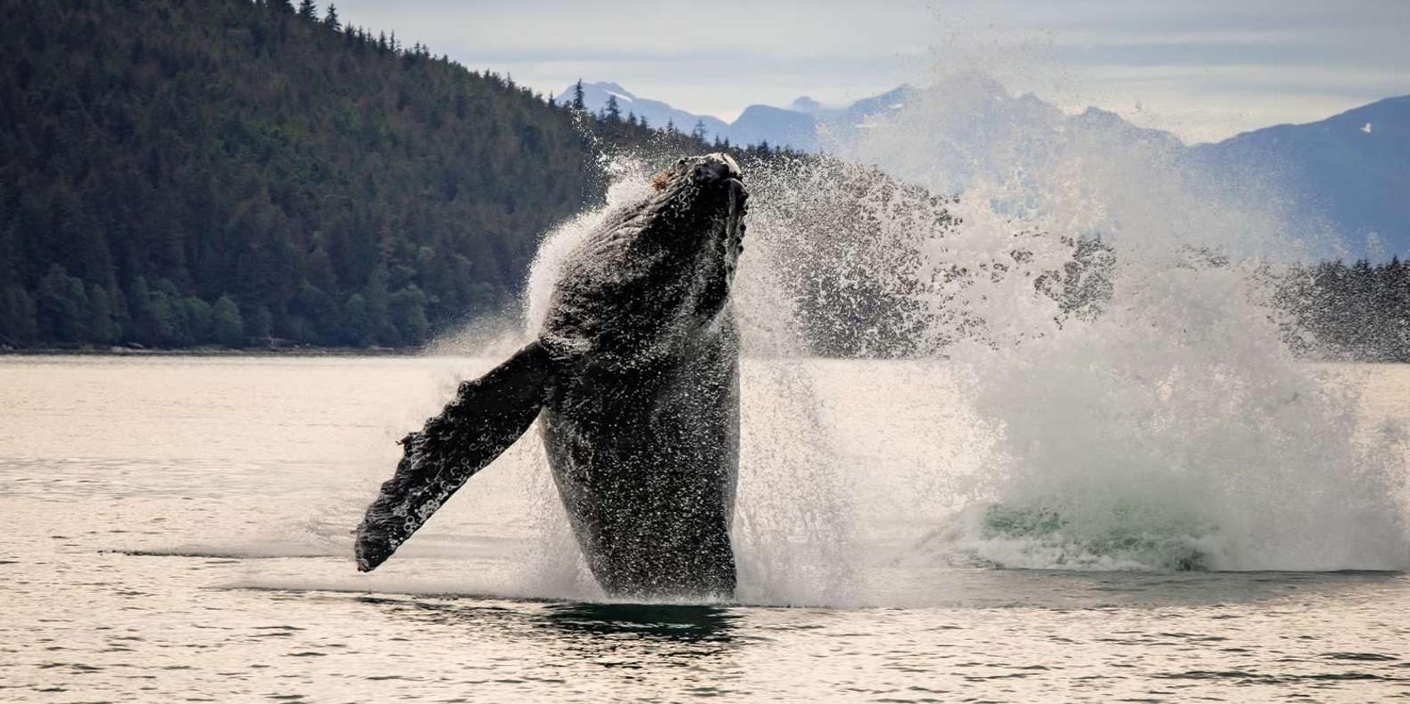 Juneau Mendenhall Glacier and Whale Watching Tour - Image 1