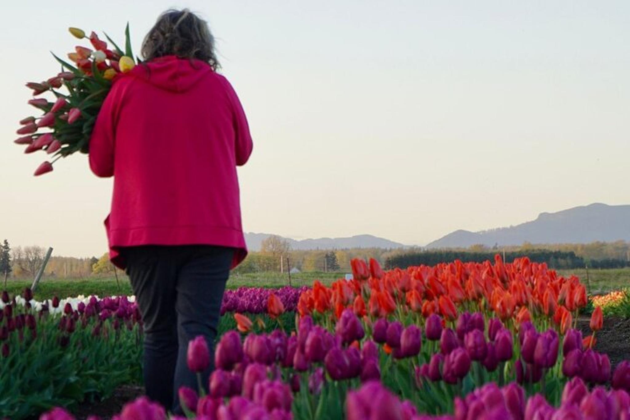 Seattle Skagit Valley Tulip Festival Day Tour - Image 3