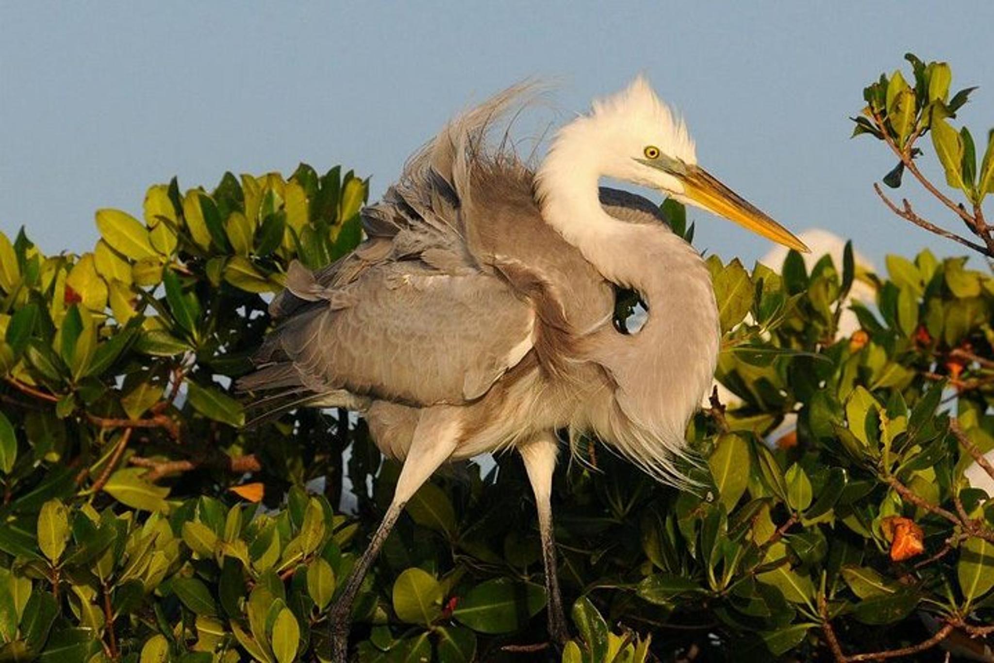 Everglades Boating and Walking Tour - Image 3